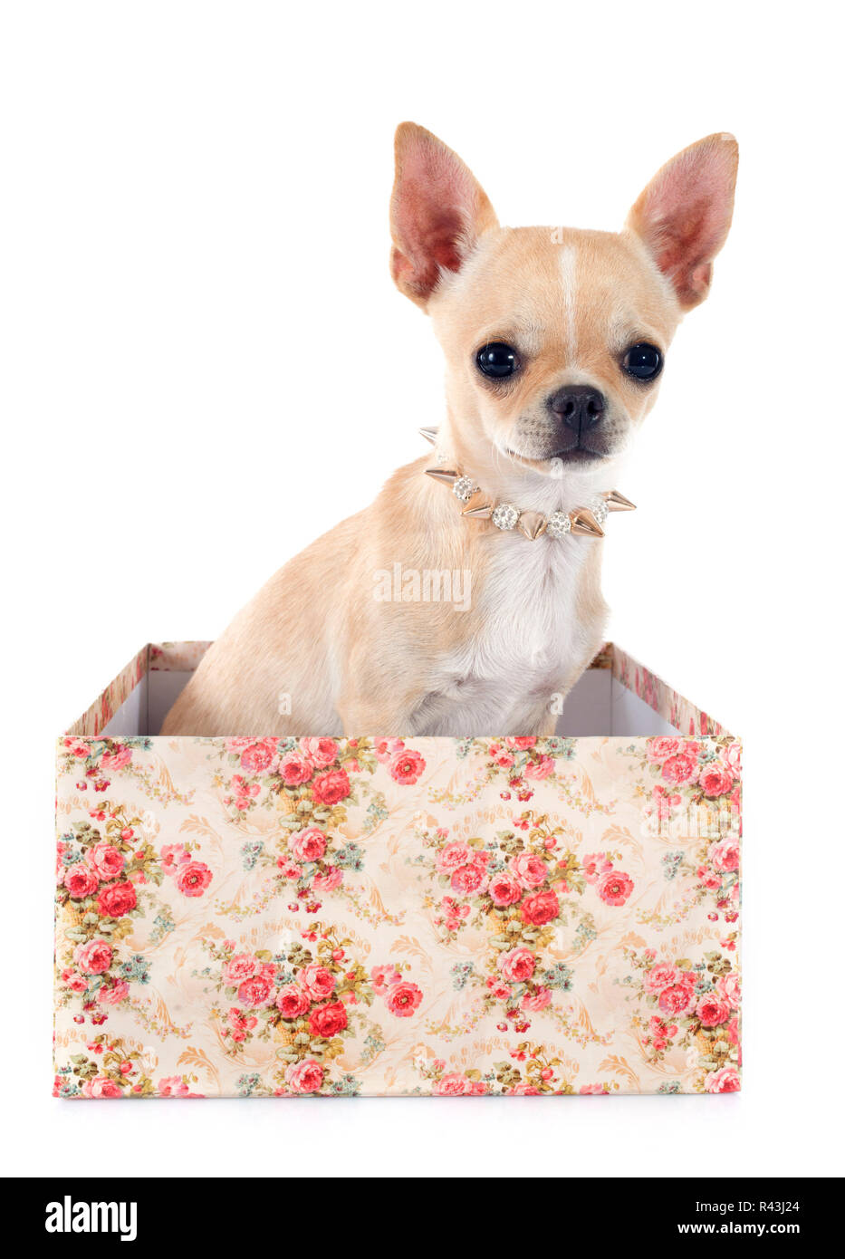 Welpe Chihuahua Stockfoto