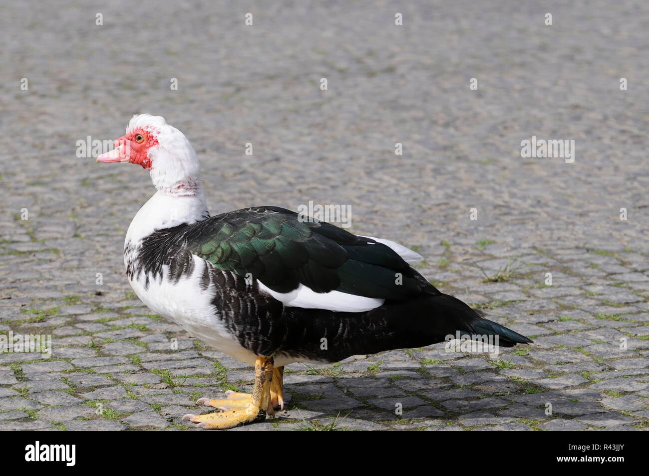 Großer Entenvogel In Europa Und Asien Entenvogel anatidae drake entenvoegel gaensevoegel -Fotos und
