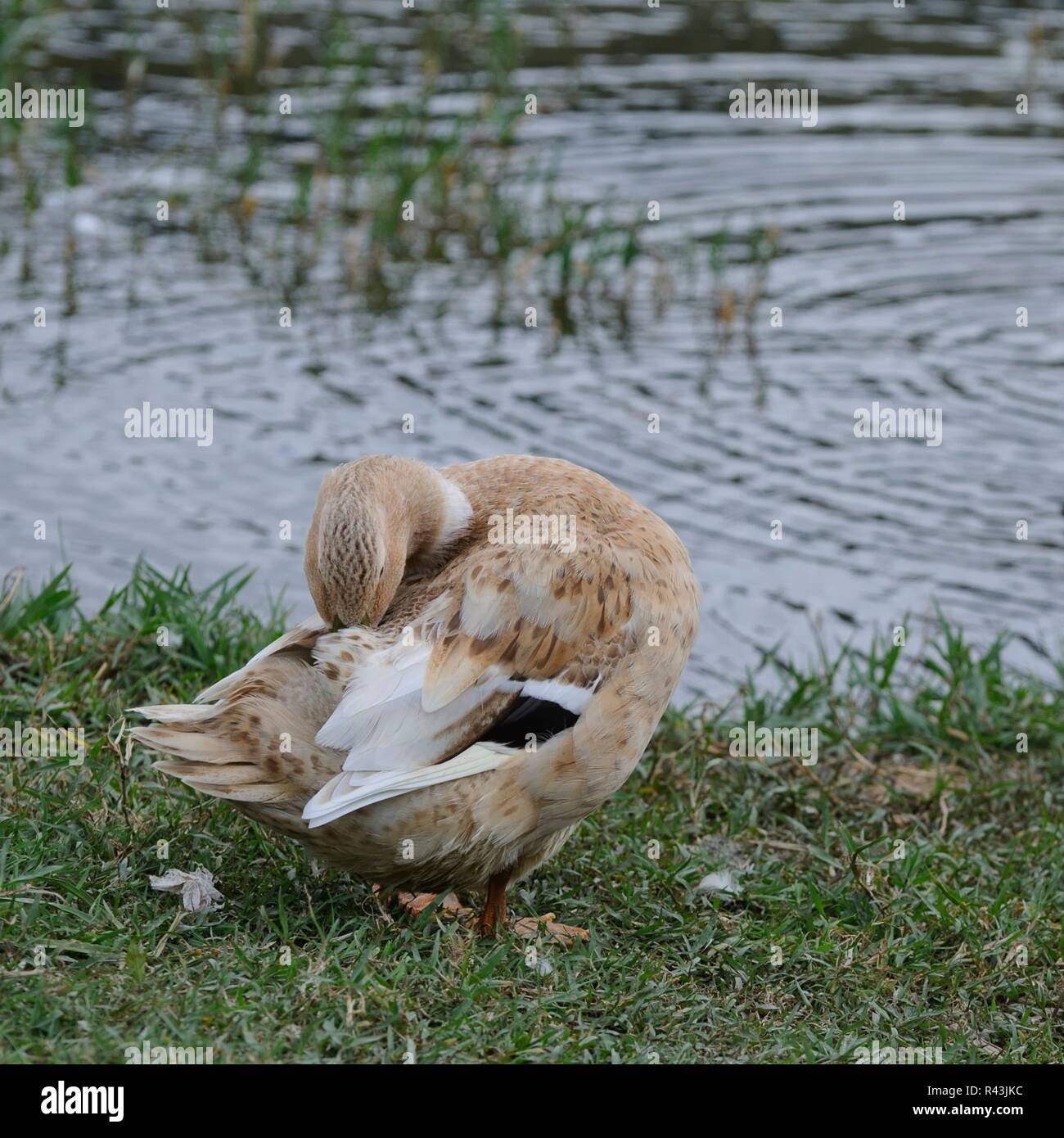 Großer Entenvogel In Europa Und Asien Entenvogel anatidae drake entenvoegel gaensevoegel -Fotos und