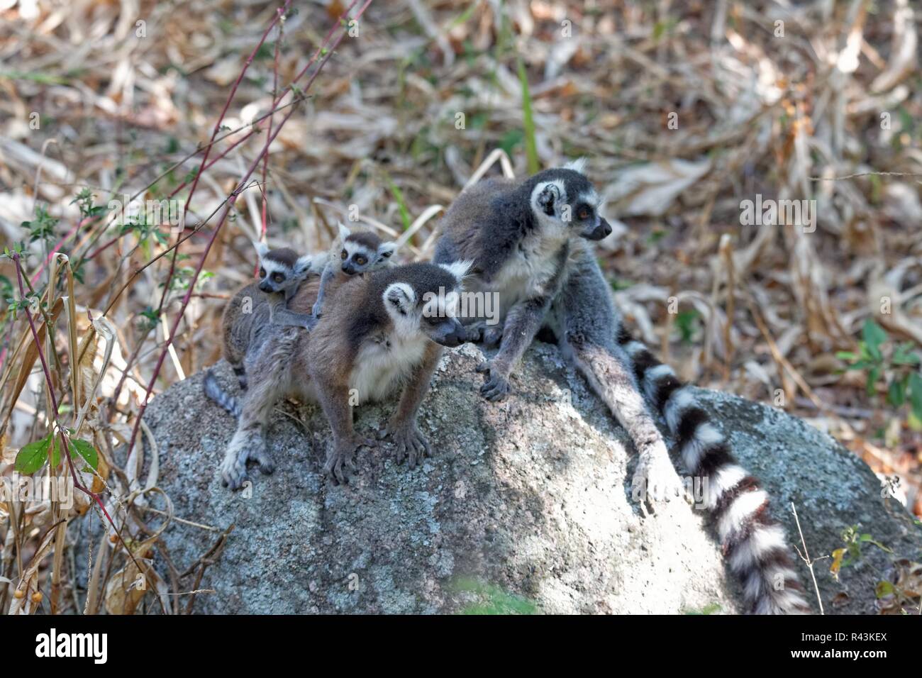 Katta Lemuren Stockfoto
