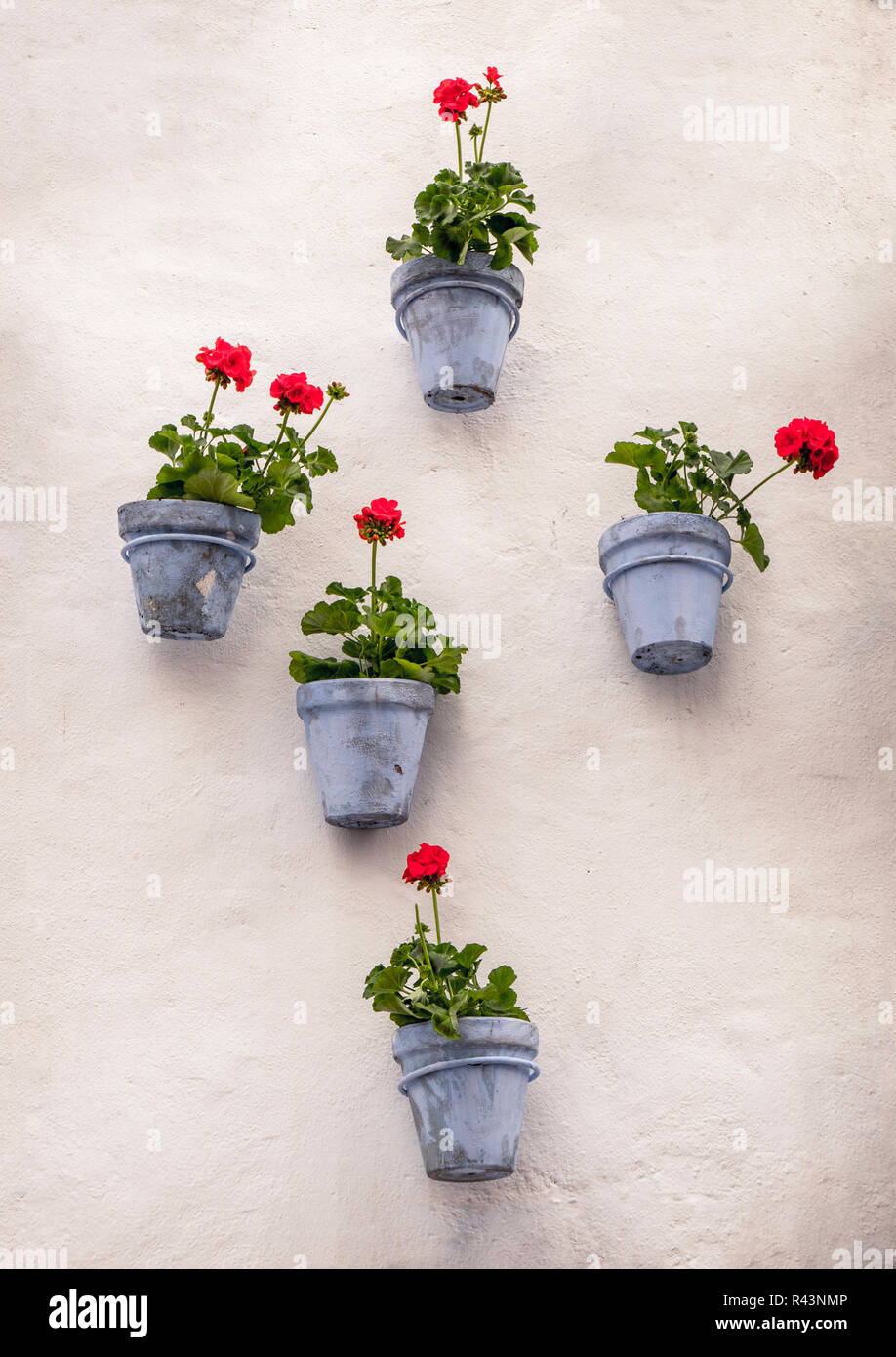 Geranien in 5 blaue Blumentöpfe auf einer weißen Wand. Stockfoto