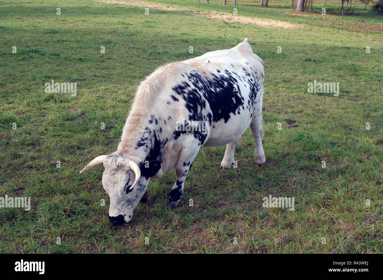 Pustertaler, piebald Rinder Stockfoto