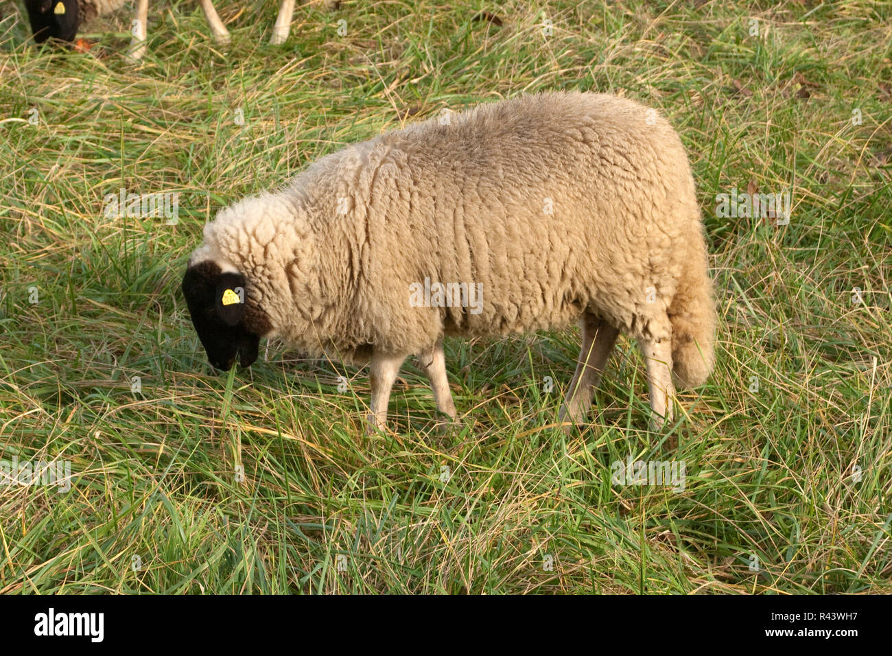 Rhoenschafe, Arche Hof, bedroht Stockfoto