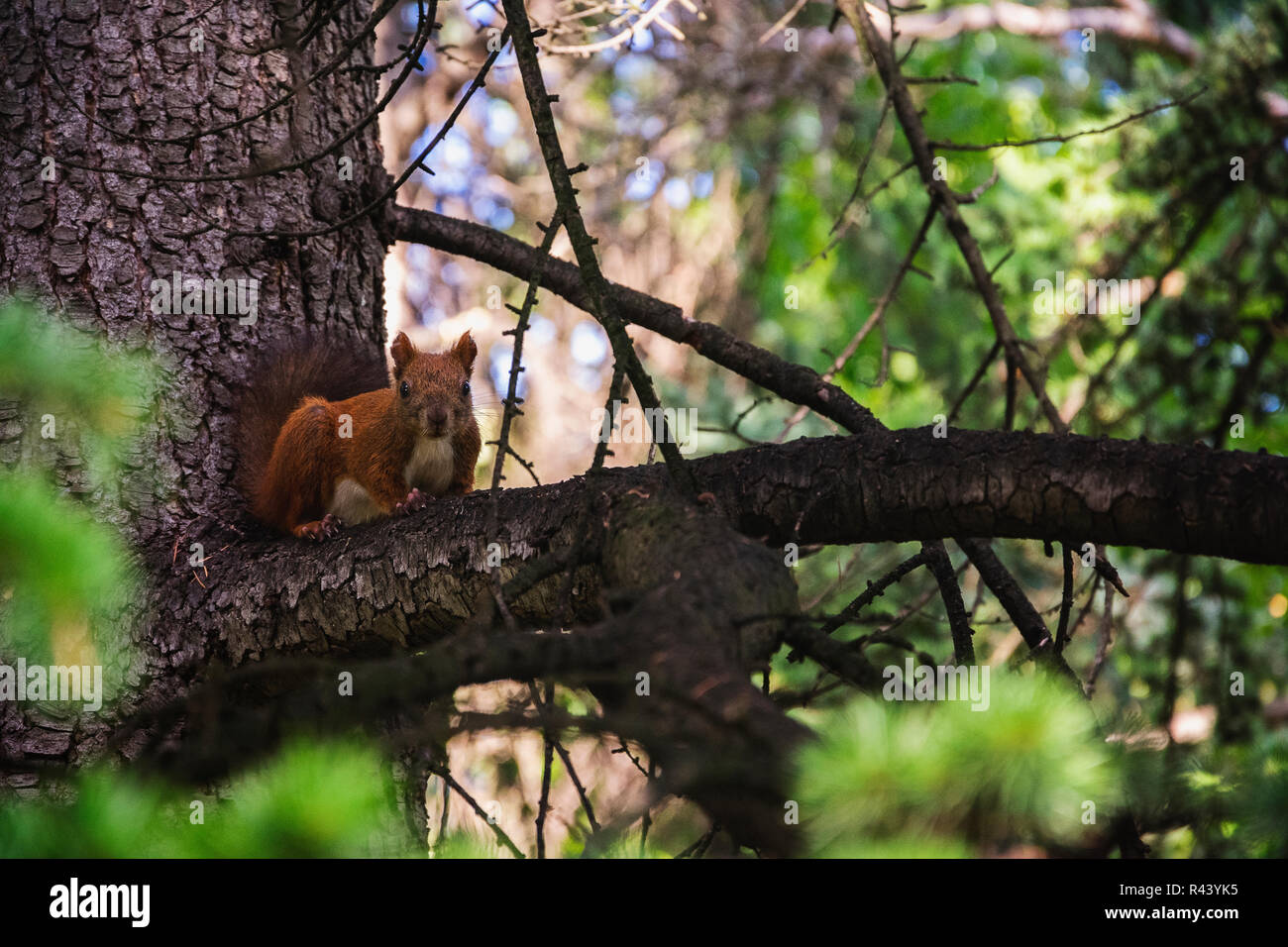 Eichhörnchen in Stara Zagora Stockfoto