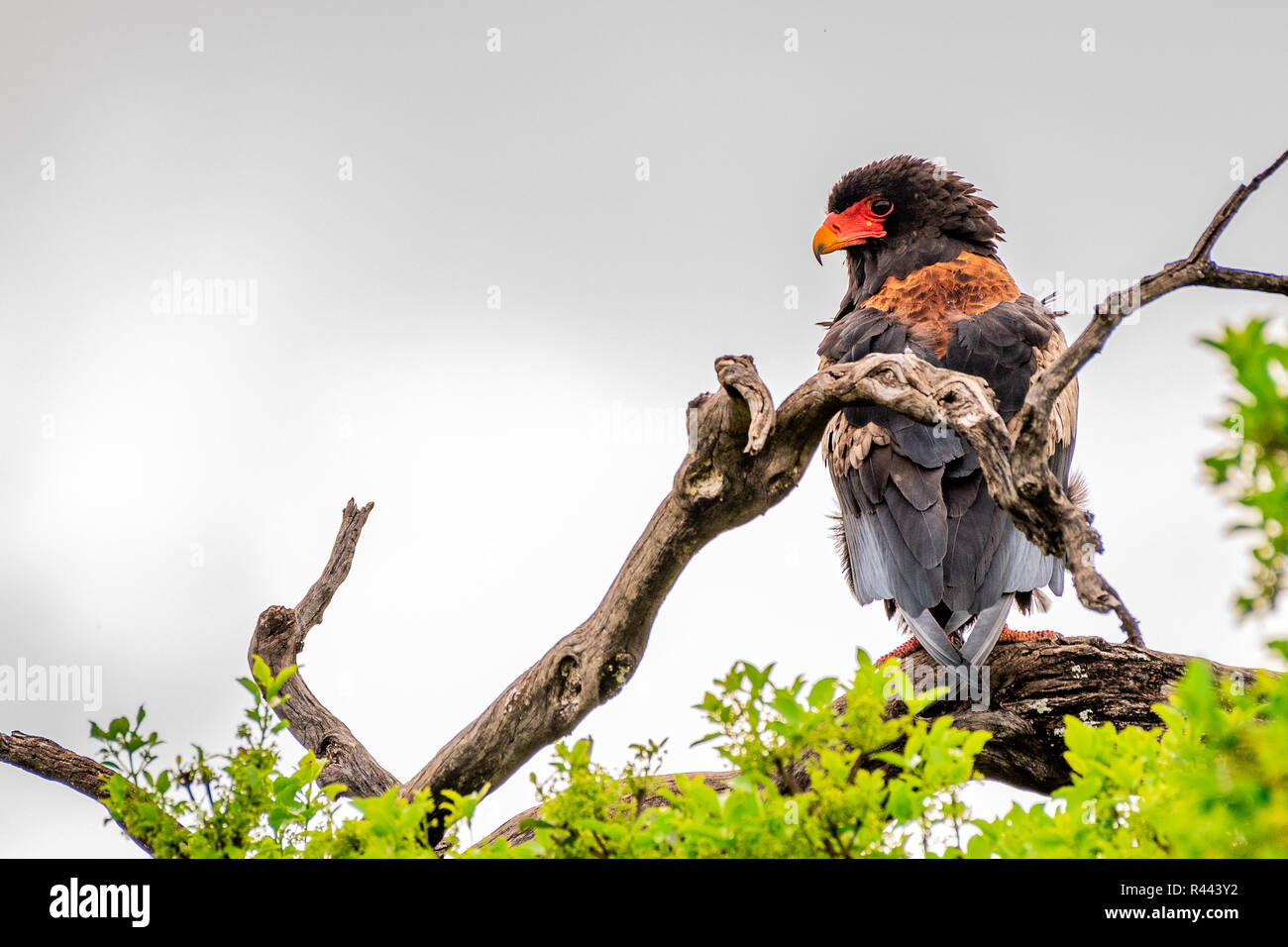 Dieses Bild von Batelur Eagle ist in der Masai Mara in Kenia. Stockfoto