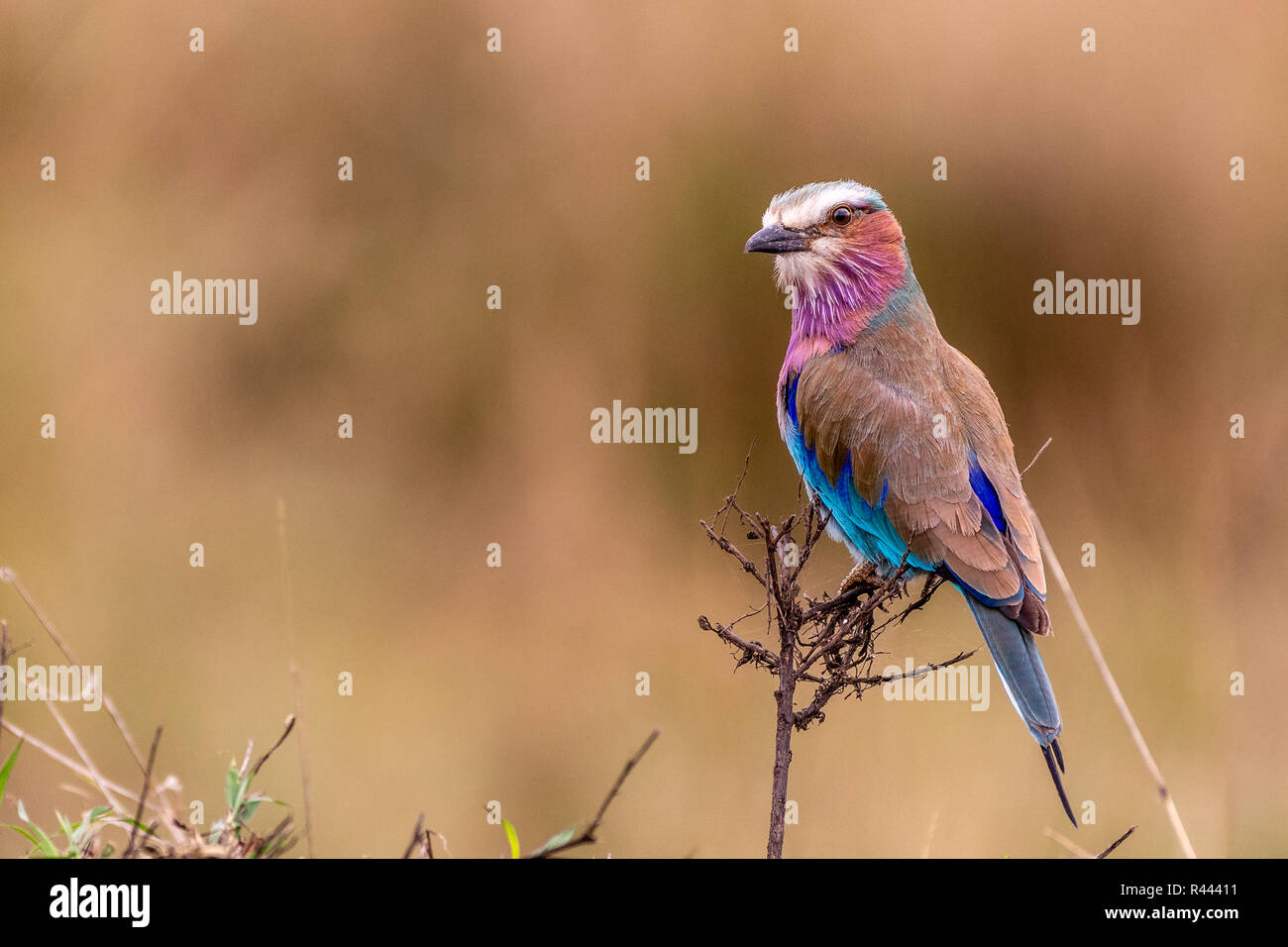 Dieses Bild von Lila Roller Vogel ist in der Masai Mara in Kenia. Stockfoto