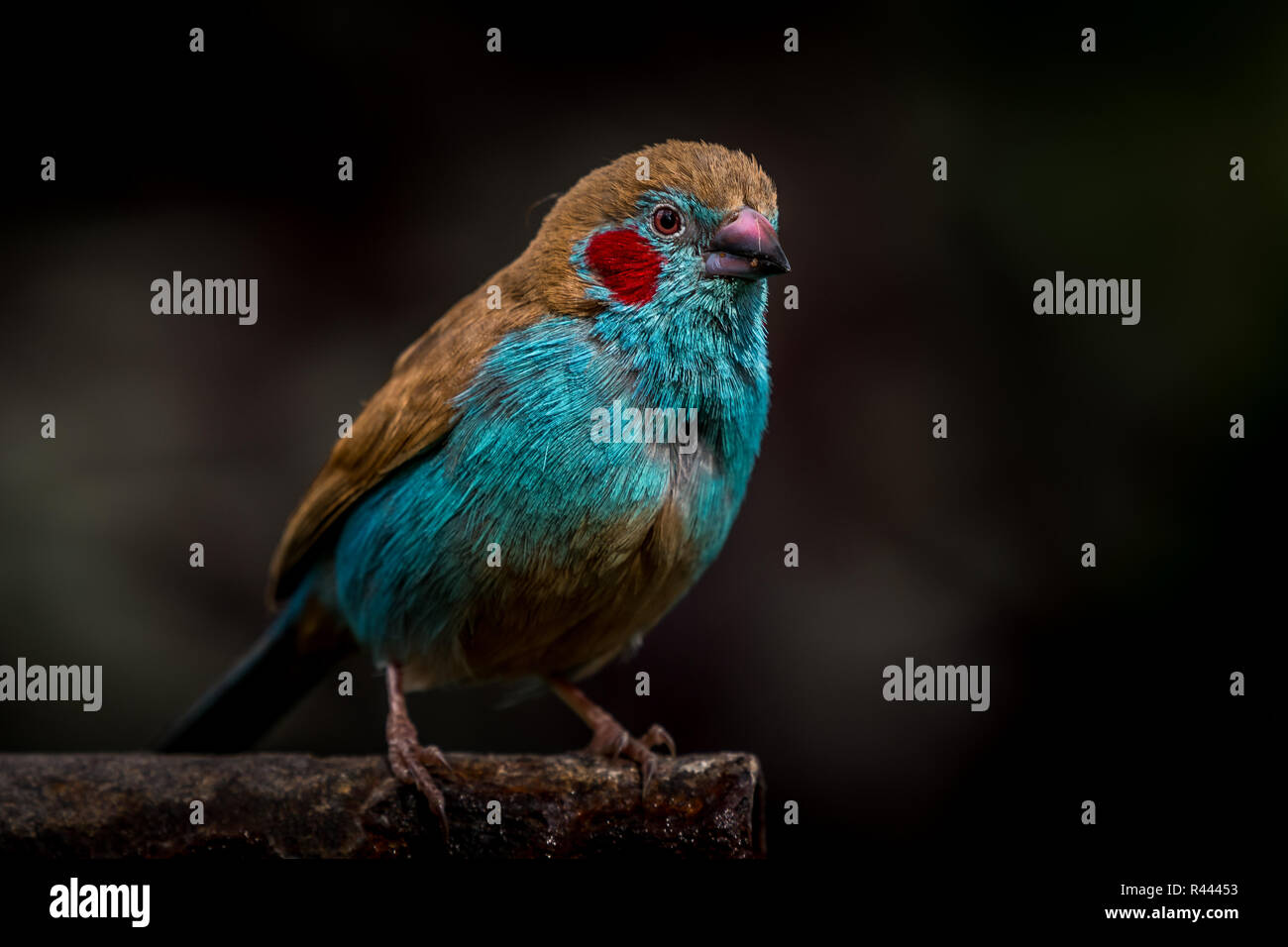 Dieses Bild der Roten ist cordonbleu Vogel ist in der Lake Nakuru in Kenia. Stockfoto