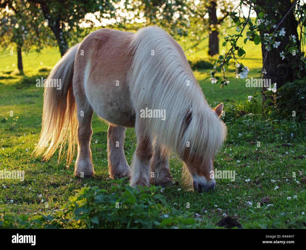 Shetland pony in der Abendsonne Stockfoto