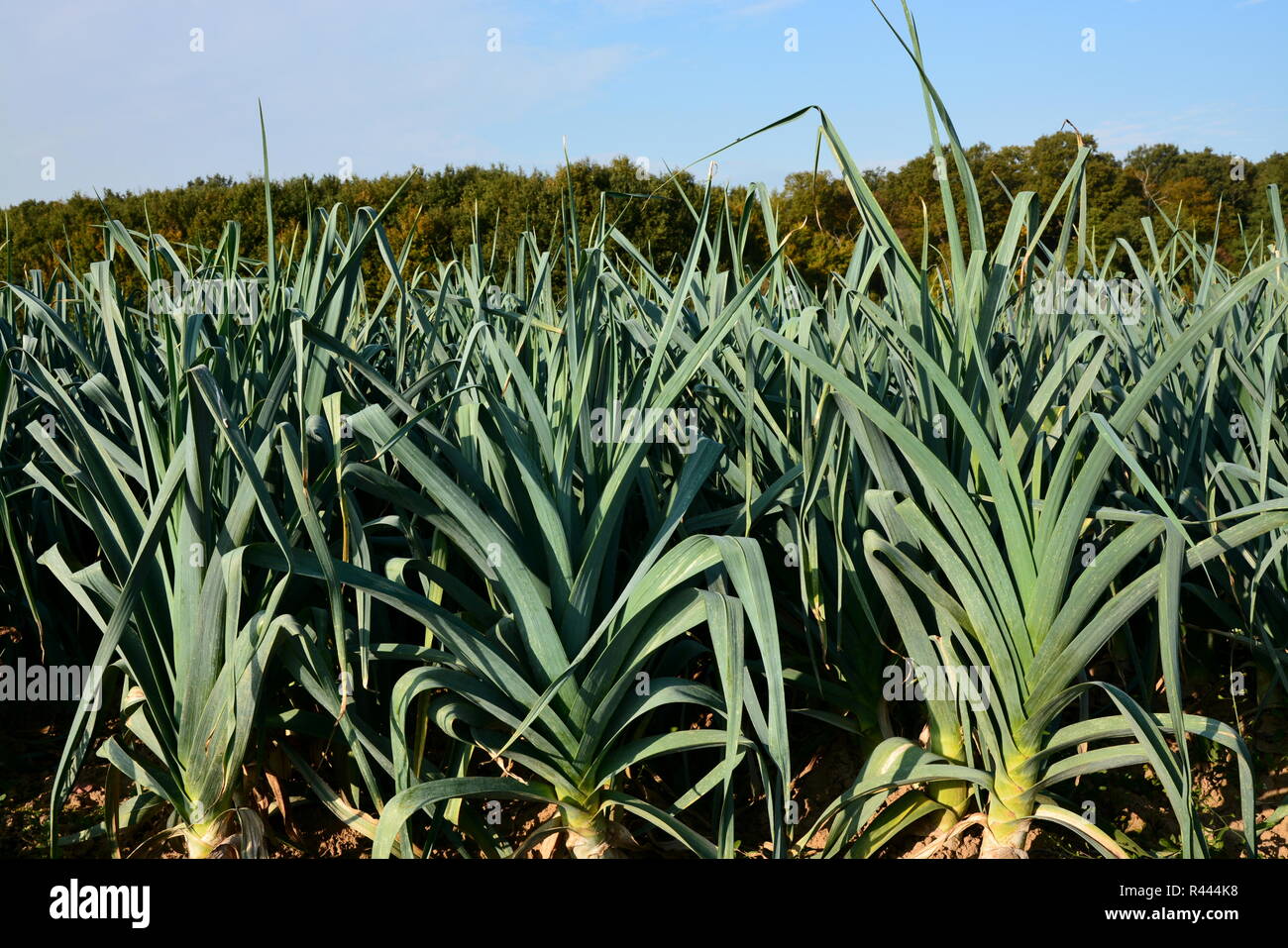 Lauch Anbau in hatzenbÃ¼hl/Pfalz Stockfoto