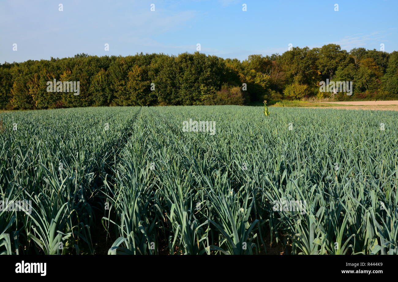 Lauch Anbau in hatzenbÃ¼hl/Pfalz Stockfoto