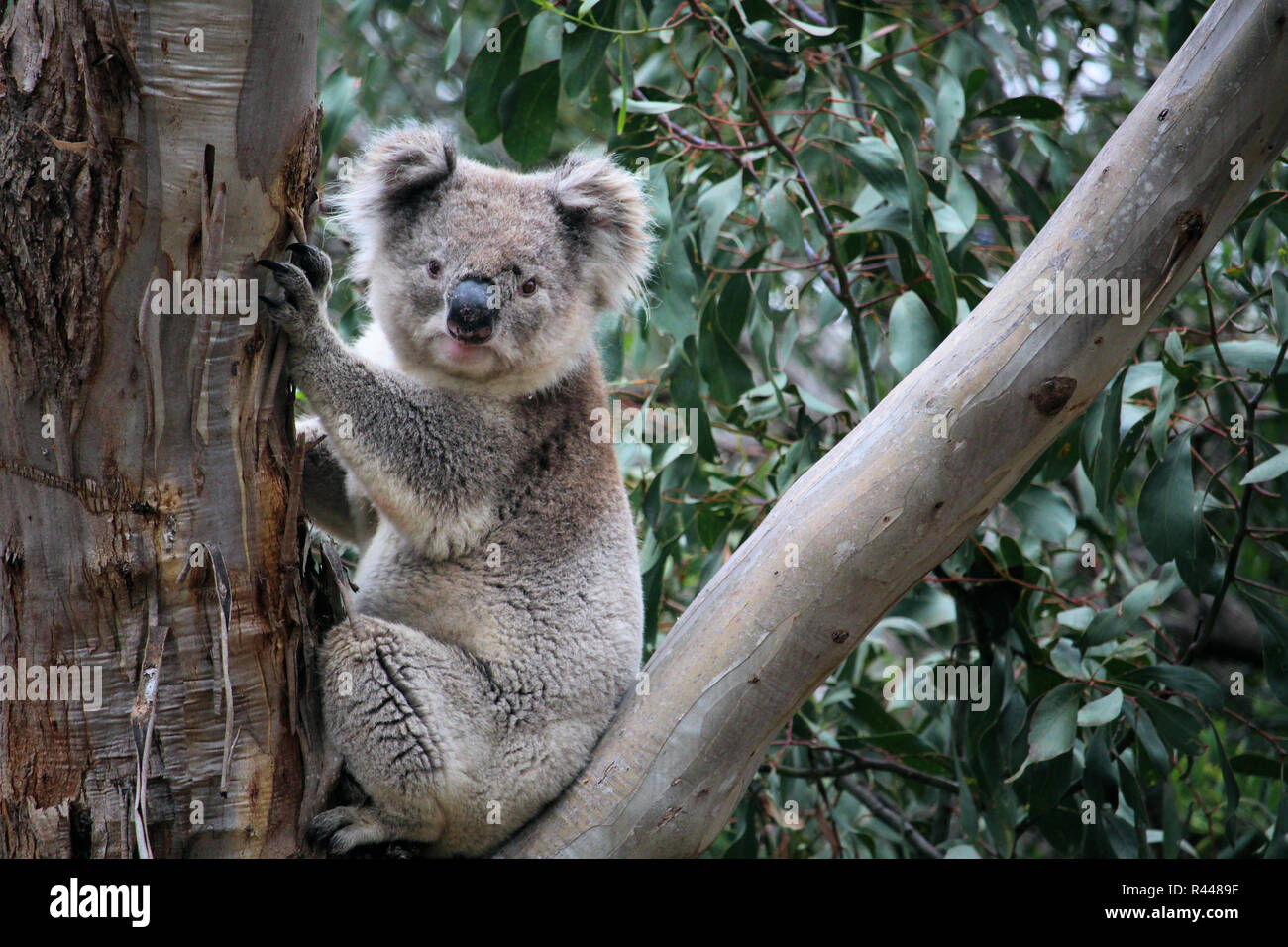 Männliche koala im Gum Tree Stockfoto