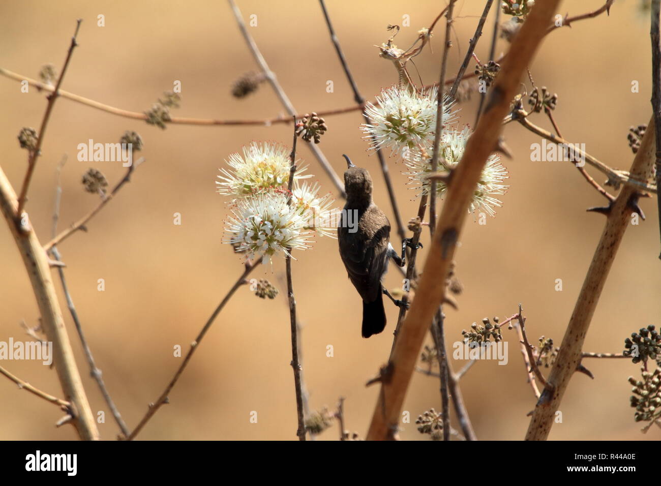 Kolibris in Afrika Stockfoto