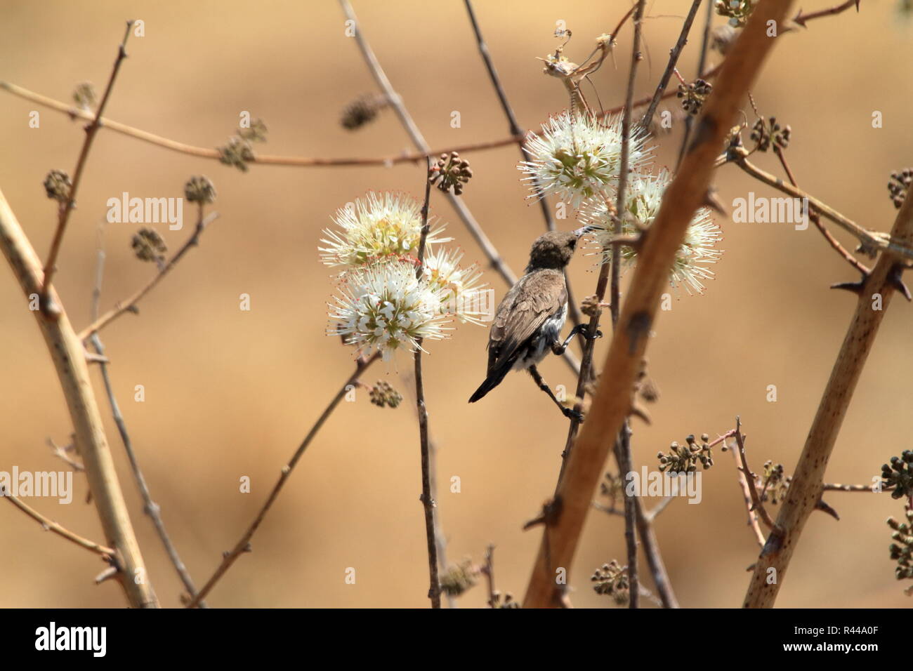 Kolibris in Afrika Stockfoto