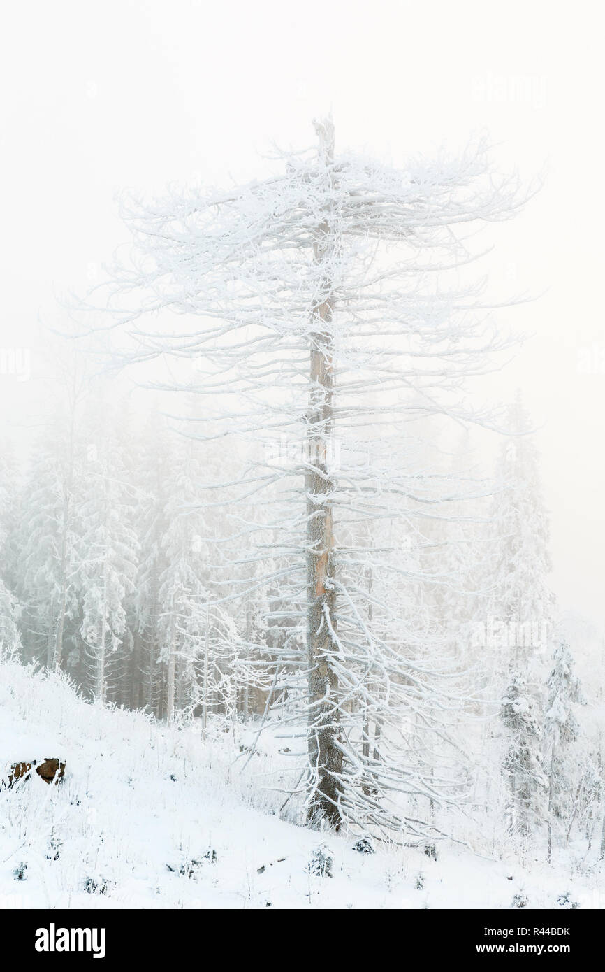 Alten Baumstumpf Baum in einem frostigen Nebel Winterlandschaft Stockfoto