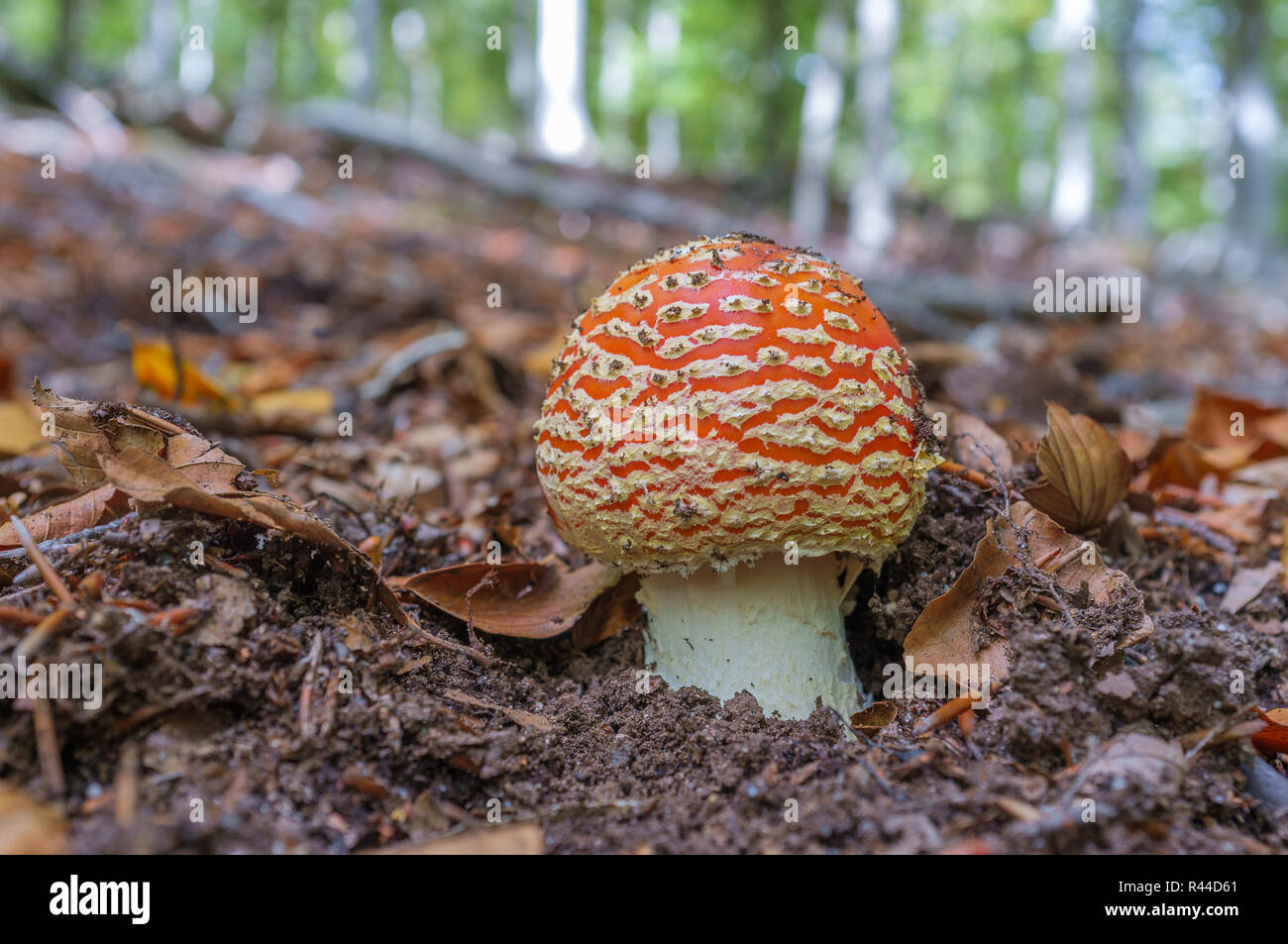 Amanita muscaria Stockfoto