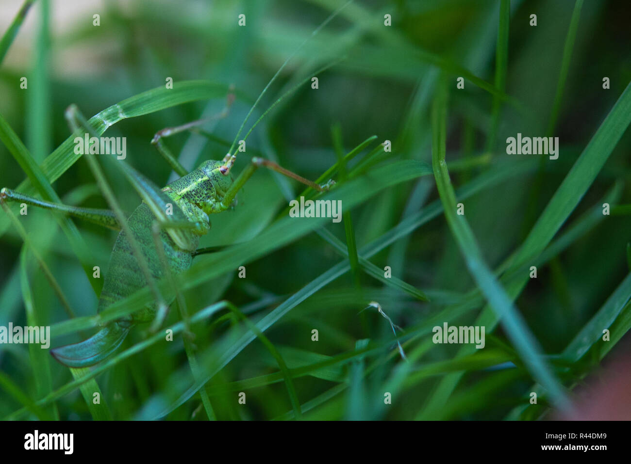 Gesprenkelte Bush Cricket versteckt im Gras. Stockfoto