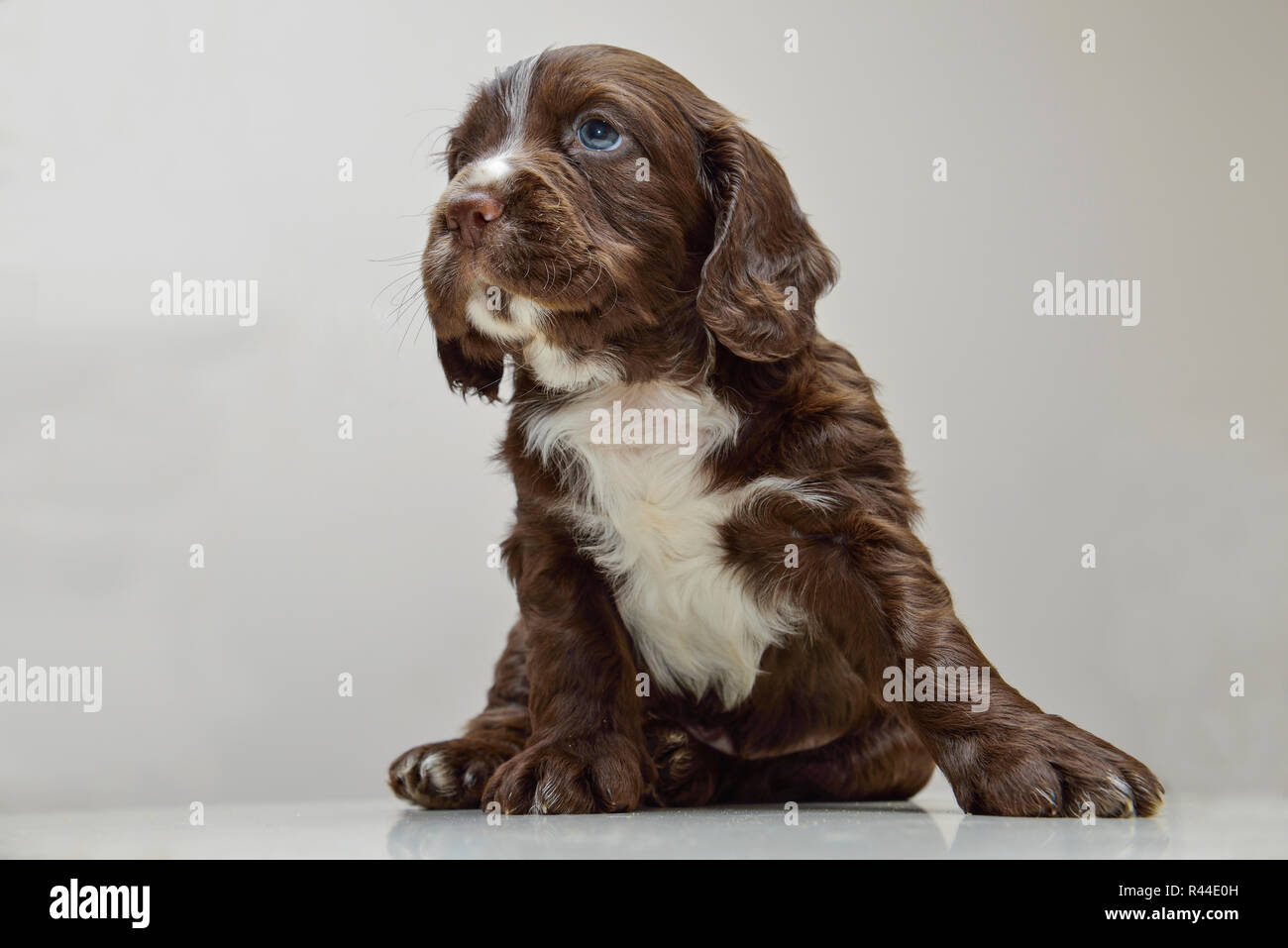 Kettenrad Spaniel Welpen Stockfoto