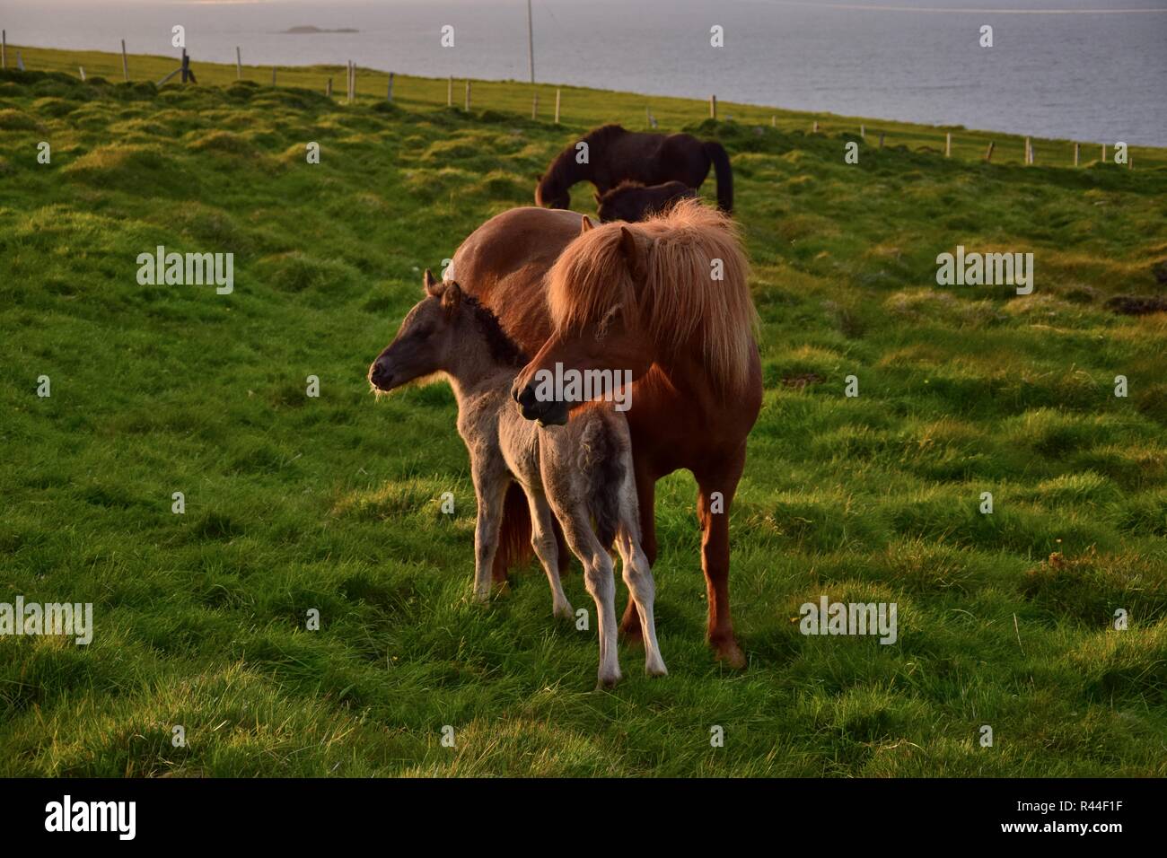 Isländische Stute mit ihrem Fohlen in der isländischen Sommernachtstraum. Die Sonne von der Seite scheint. Stockfoto