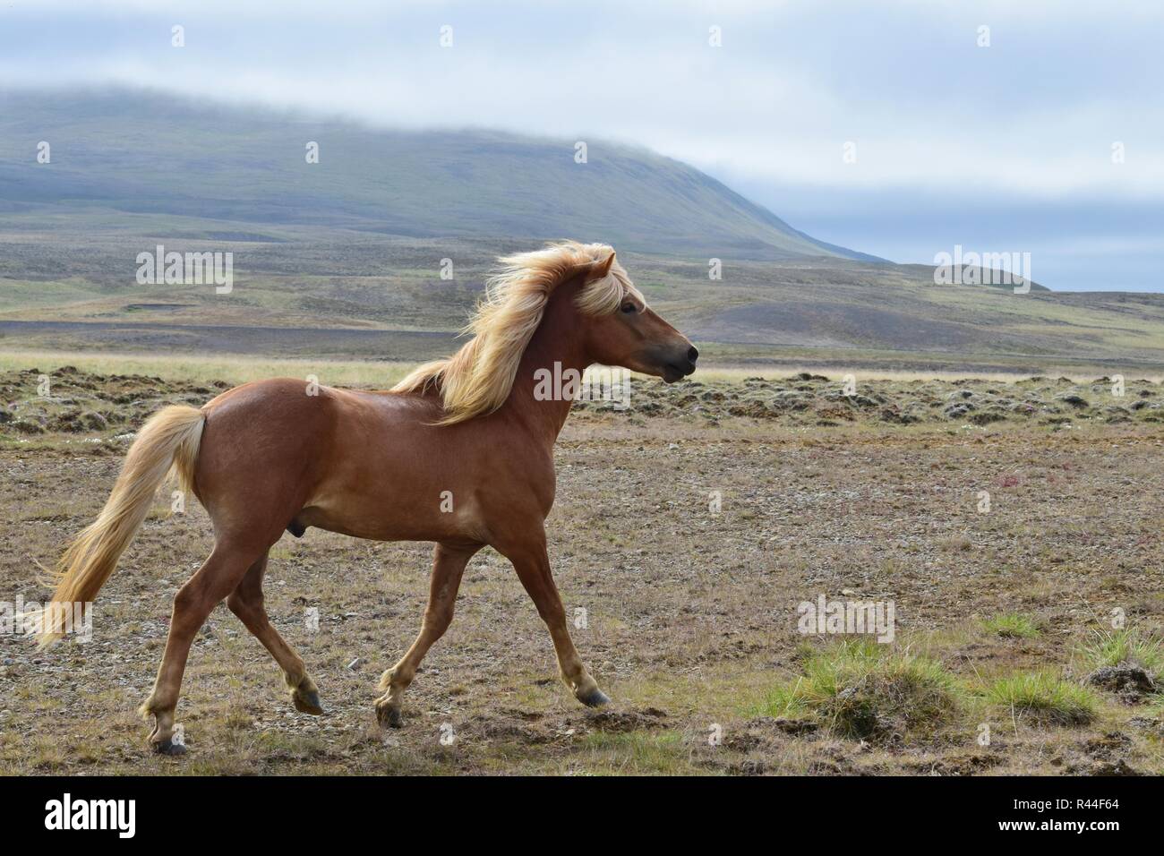Schönen isländischen Hengst im Trab, mit isländischen Landschaft im Hintergrund. Flaxen Kastanie. Stockfoto