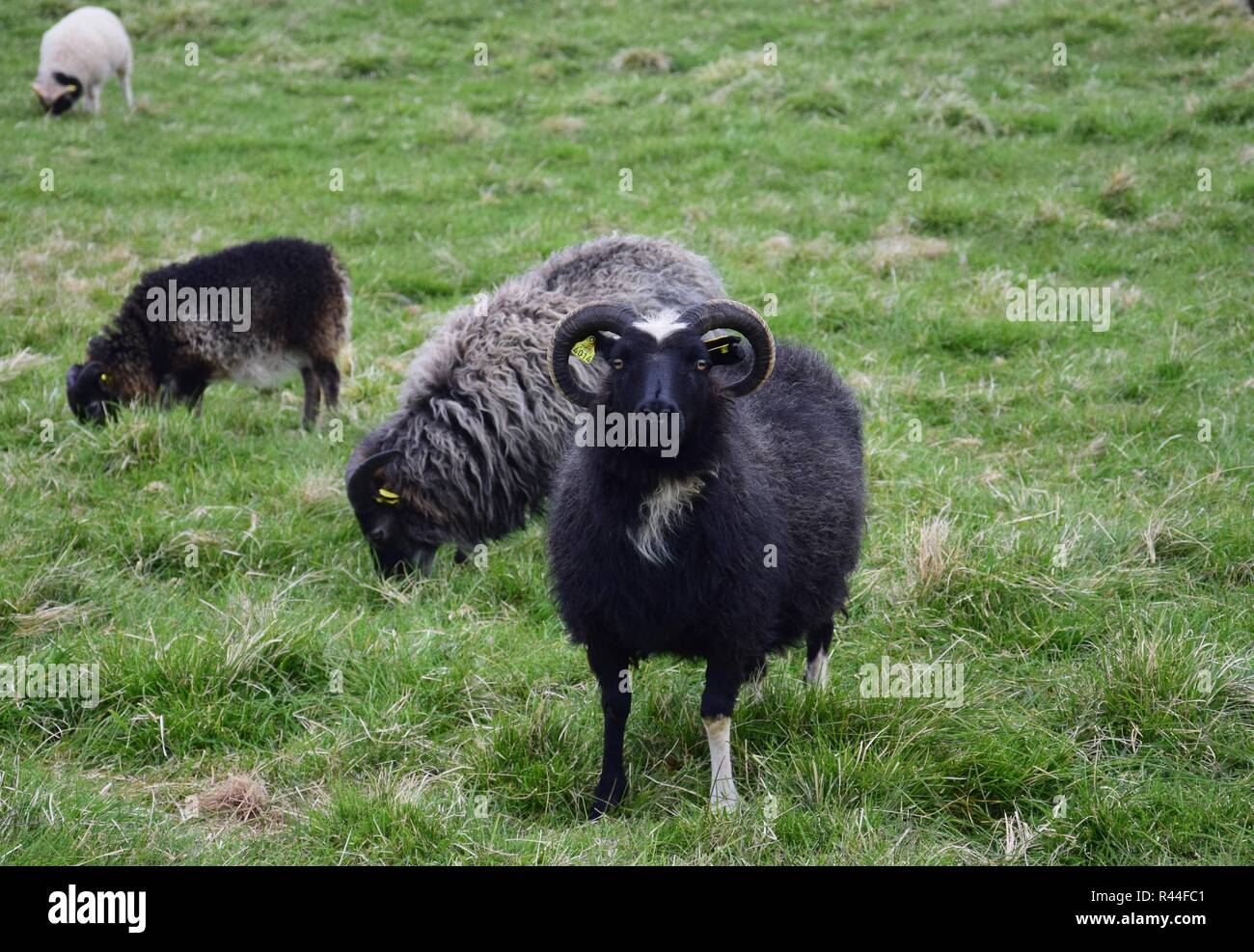Ein schwarzes Schaf mit weißen Abzeichen in Island mit Hörnern und schaut direkt in die Kamera. Andere Schafe im Hintergrund. Stockfoto