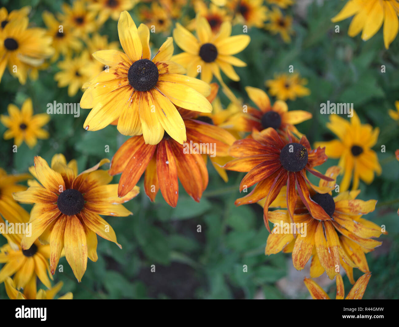 rote und gelbe Blumen Stockfoto