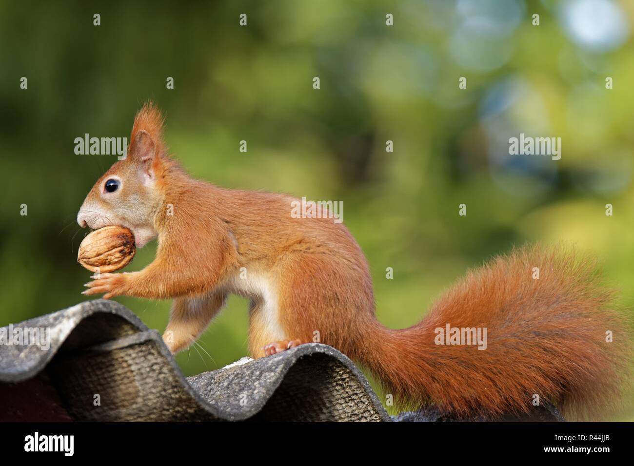 Eichhörnchen mit Nuss Stockfoto