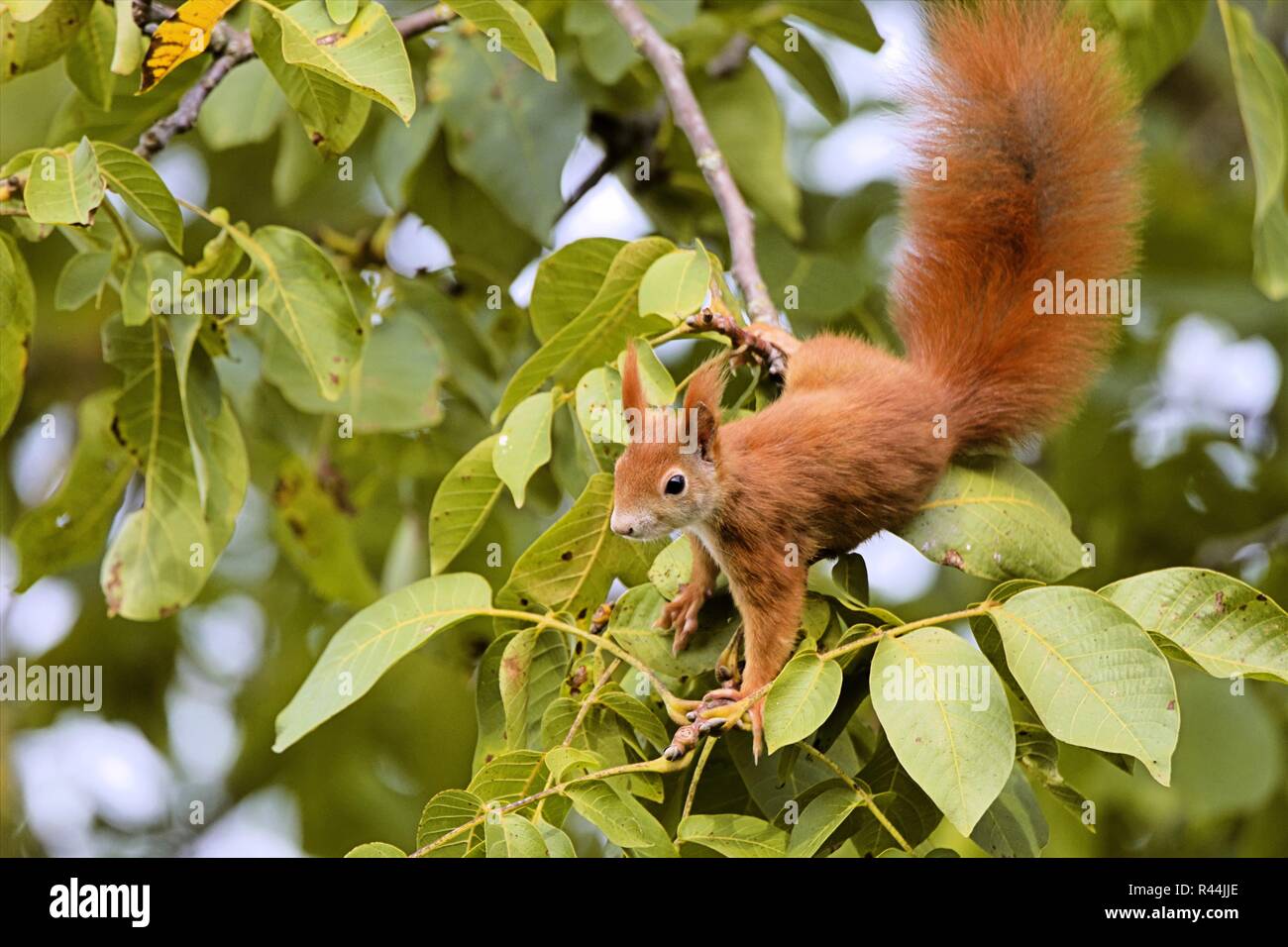 Eichhörnchen im Walnut Tree Stockfoto