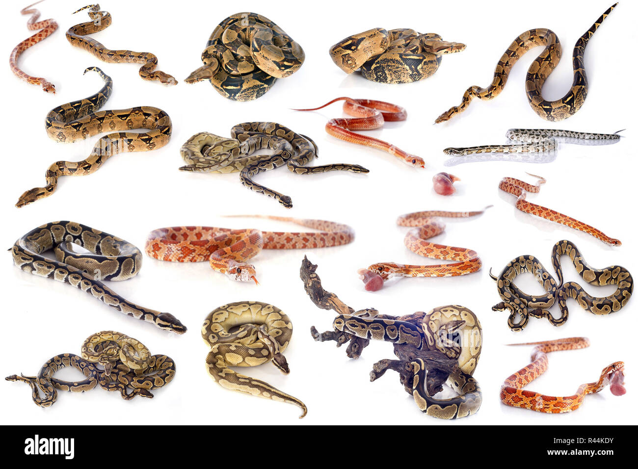 Gruppe von Schlangen Stockfoto