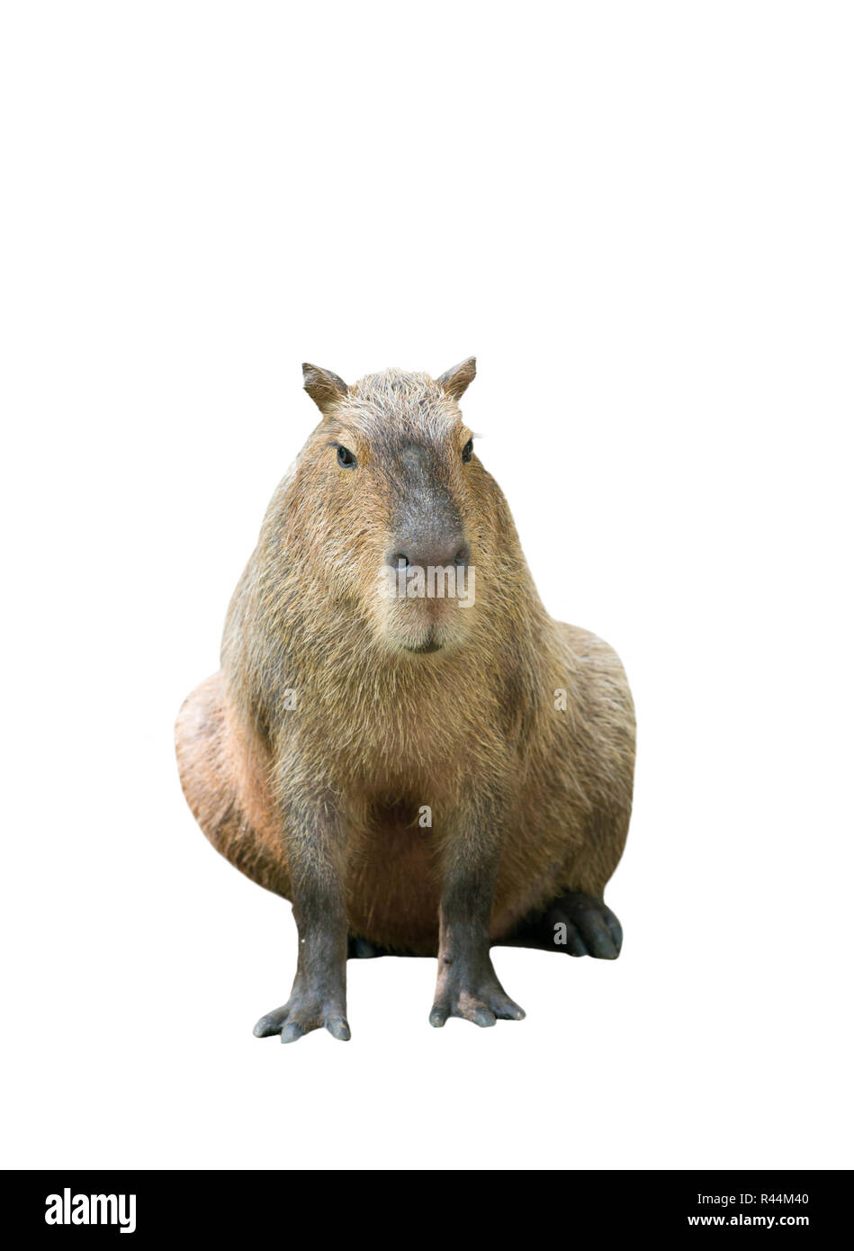 Süße capibara Ausgeschnittene Stockfotos und -bilder - Alamy