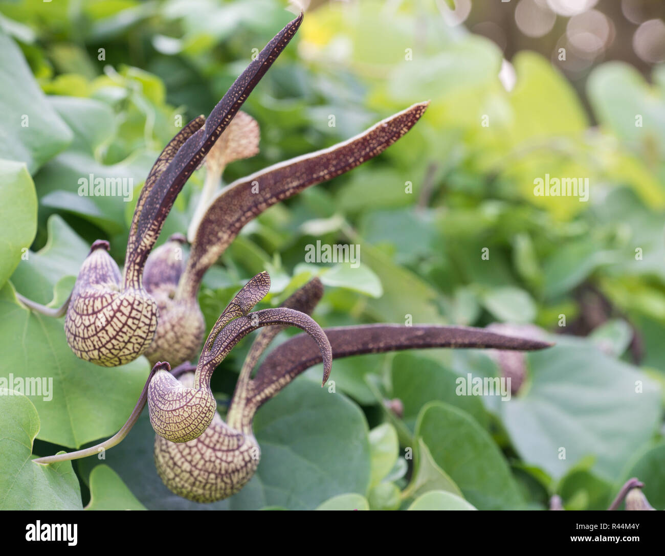 Aristolochia Ringens Vahl Stockfoto