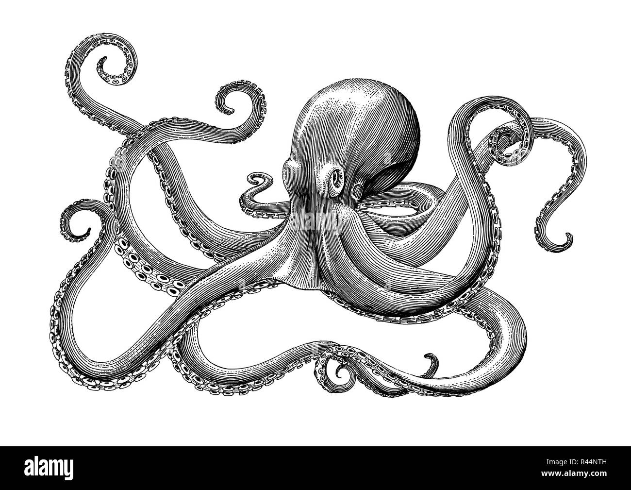 Kraken Drawing Stockfotos Und Bilder Kaufen Alamy