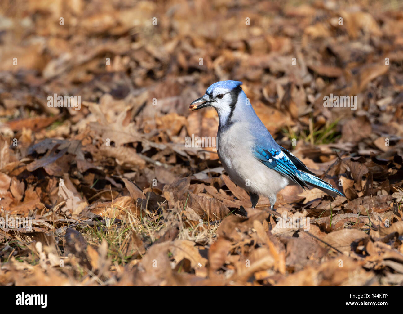 Blue Jay (Cyanocitta cristata) Suche nach Eicheln in den gefallenen Eichenlaub, Iowa, USA Stockfoto