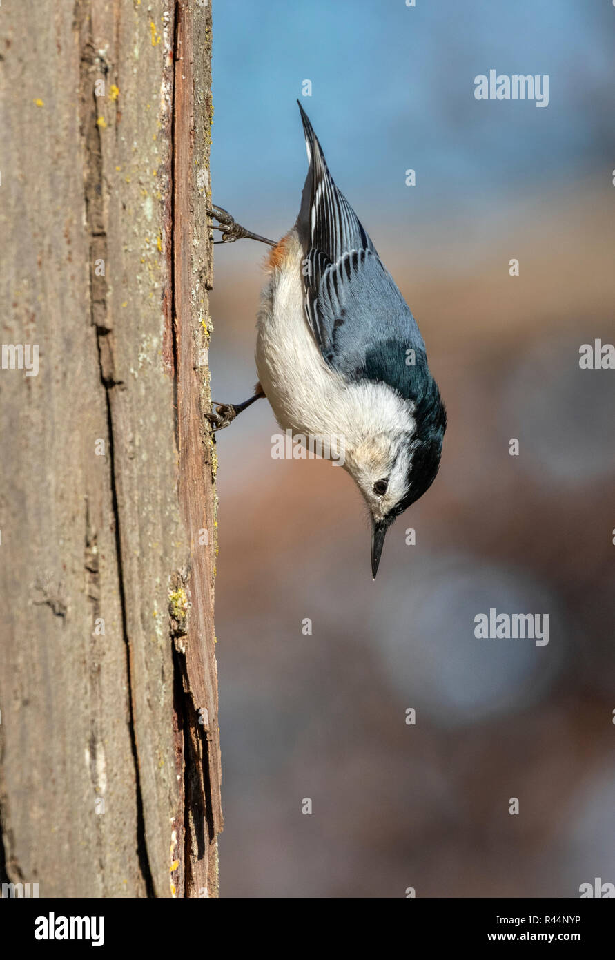 White-breasted Kleiber (Sitta carolinensis) Fütterung auf einem Baumstamm, Iowa, USA. Stockfoto