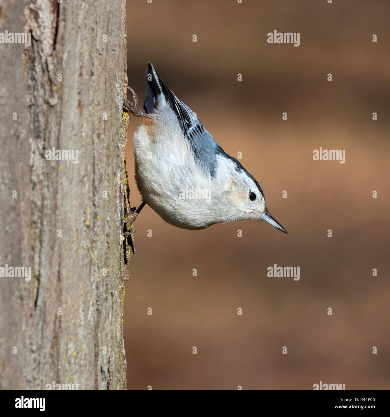 White-breasted Kleiber (Sitta carolinensis) Fütterung auf einem Baumstamm, Iowa, USA. Stockfoto