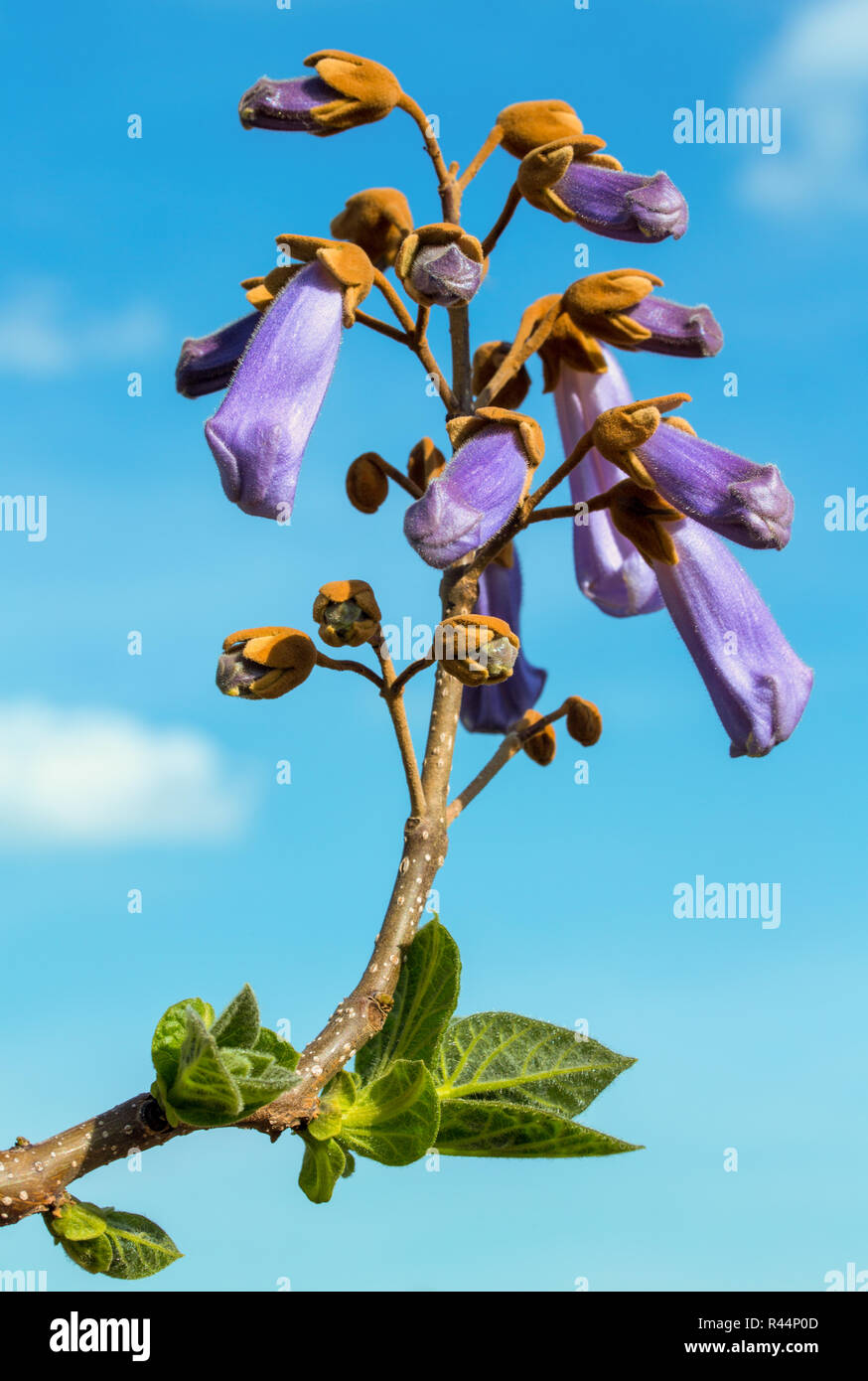 Paulownia tomentosa schnell blau Fotos und Bildmaterial in hoher
