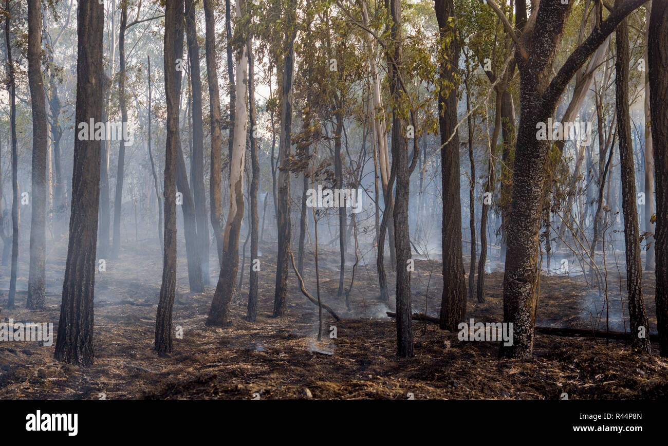 Nur nach einem Bush hatte durch den australischen Busch Land Stockfoto