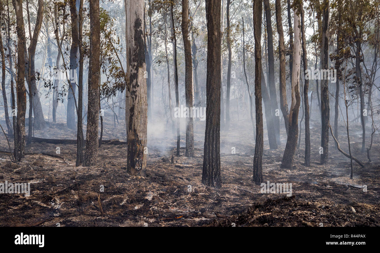 Nur nach einem Bush hatte durch den australischen Busch Land Stockfoto
