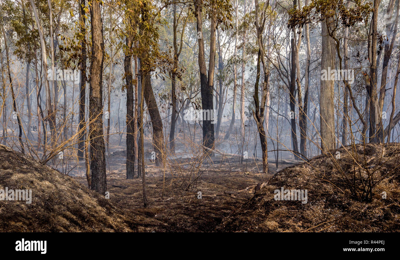 Nur nach einem Bush hatte durch den australischen Busch Land Stockfoto