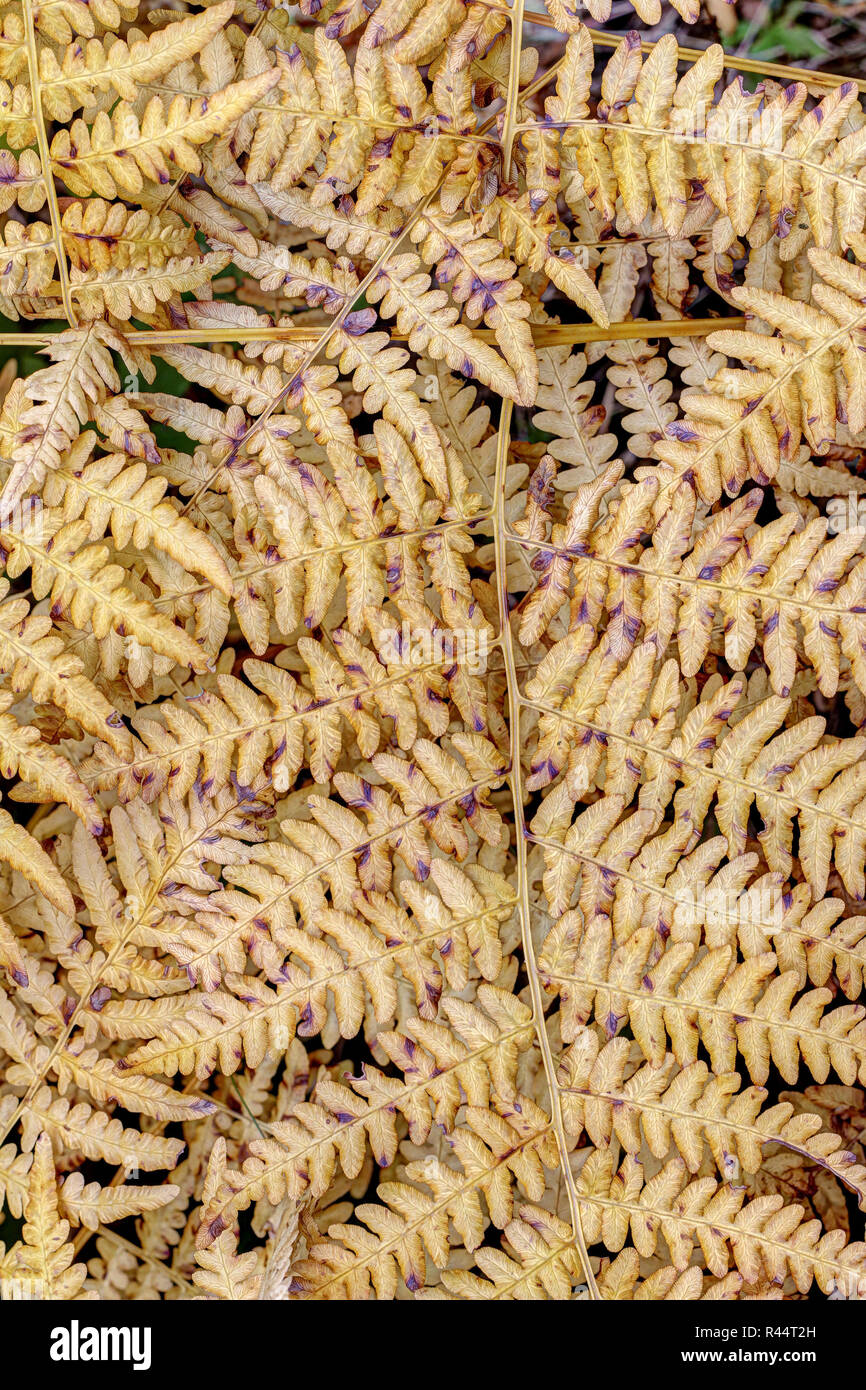 Detail der getrockneten Blätter der Farn Stockfoto