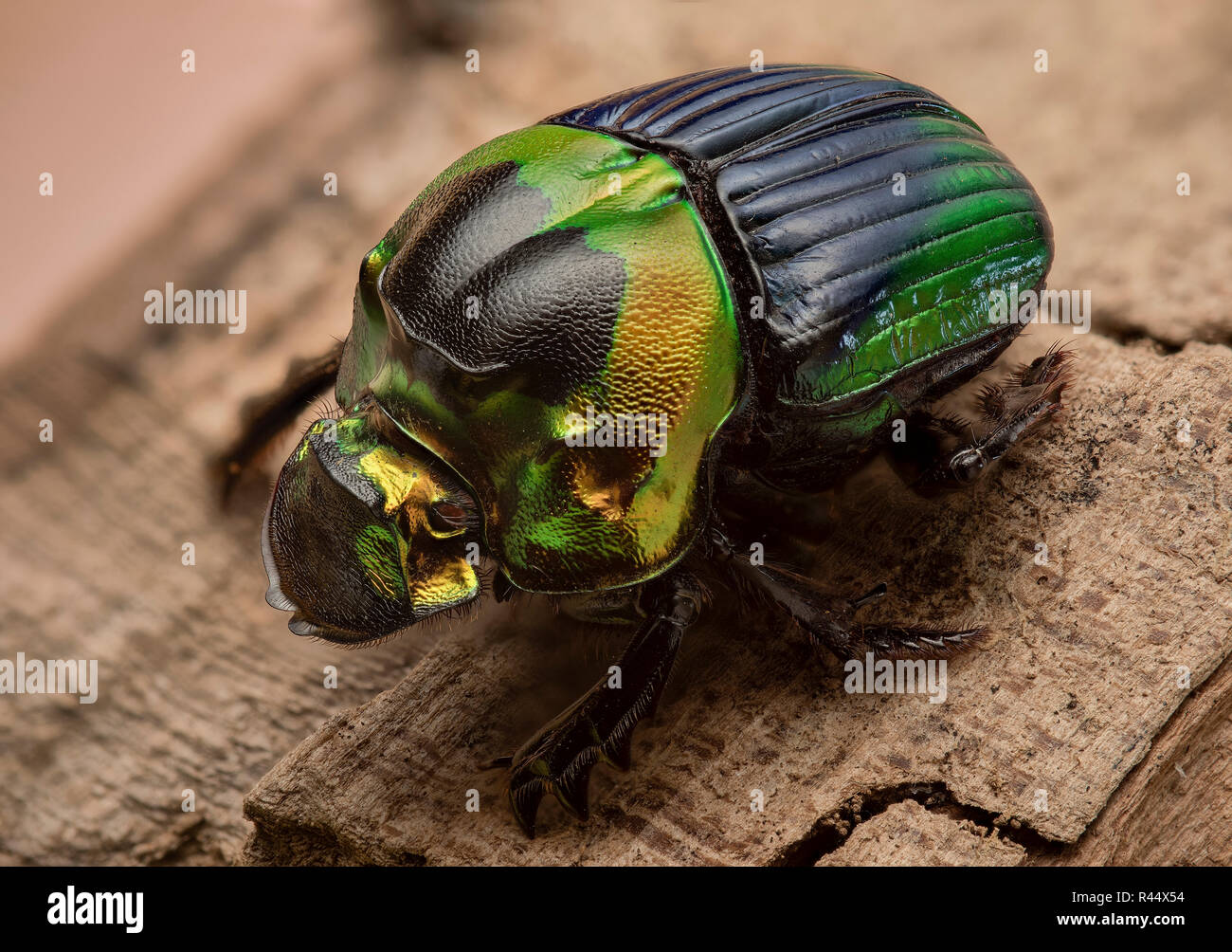 Sulcophanaeus Imperator-dung Beetle Stockfoto