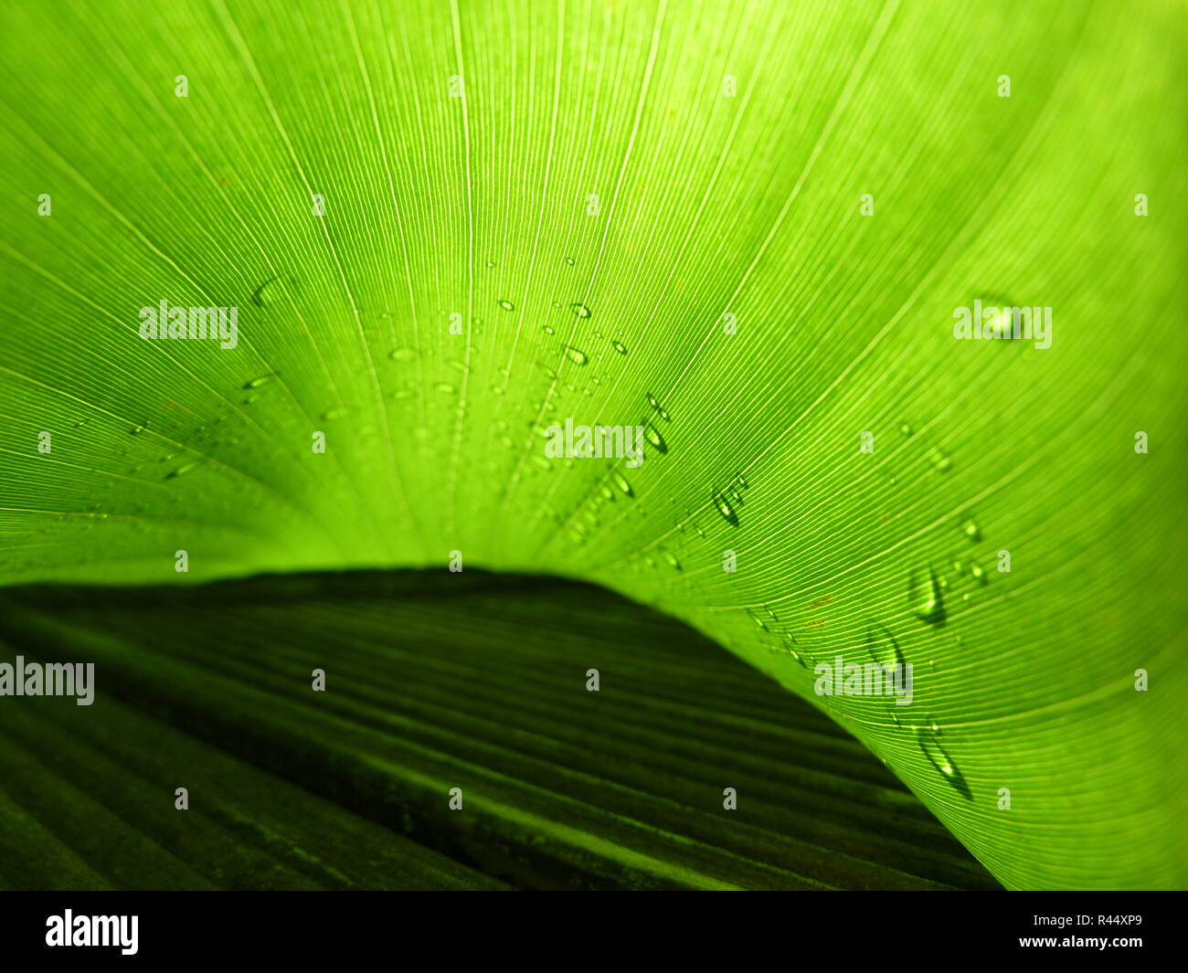 Mitten in der Natur Stockfoto