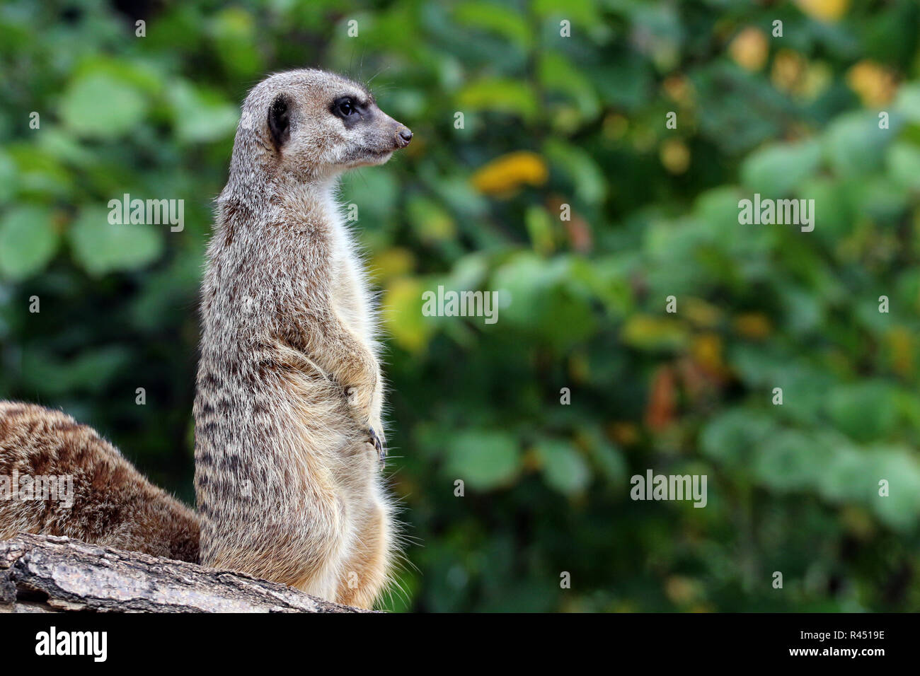 Erdmännchen Stockfoto