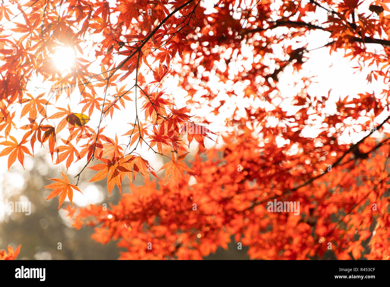 (181125) - CHANGSHA, November 25, 2018 (Xinhua) - Foto an November 25, 2018 zeigt die Blätter rot von yuelu Berg in Changsha gefärbt, zentralen Hunan Provinz Chinas. (Xinhua / Zhang Xiaoyu) (Wsw) Stockfoto