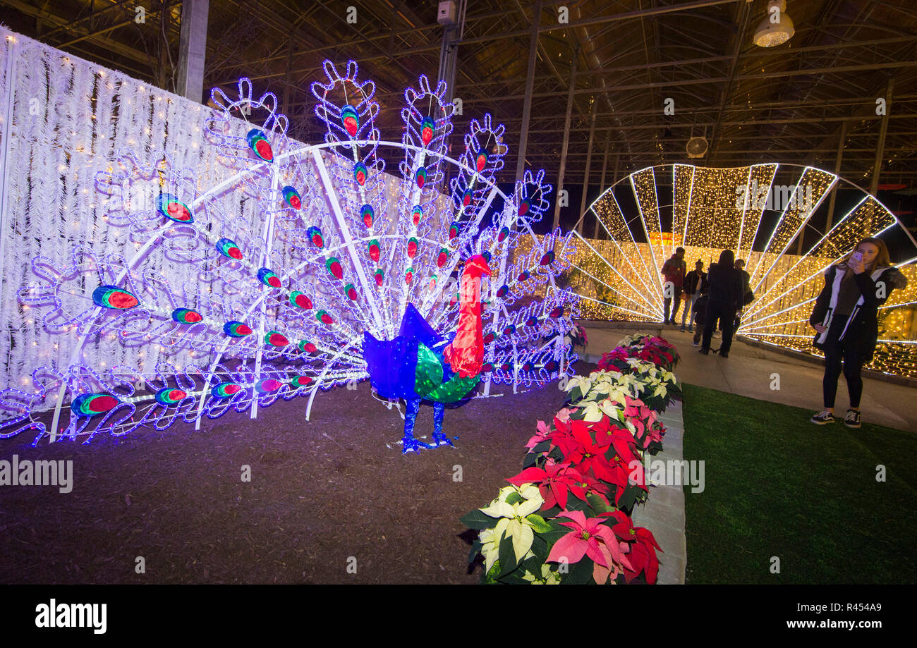 Toronto, Kanada. 24 Nov, 2018. Besucher sehen bunte Lichter während des ersten Tages des Weihnachten Leuchten 2018 in Barrie, Ontario, Kanada, November 24, 2018. Empfohlene beleuchtete Skulpturen aus China, Frankreich, Holland, Indien, Mexiko, Großbritannien und Kanada, der grössten Indoor Familie des Ontario - themenbezogene Weihnachten Festival Off am Samstag trat. Das Festival wird bis zum 6. Januar nächsten Jahres. Credit: Zou Zheng/Xinhua/Alamy leben Nachrichten Stockfoto Toronto, Kanada. 24 Nov, 2018. Besucher sehen bunte Lichter während des ersten Tages des Weihnachten Leuchten 2018 in Barrie, Ontario, Kanada, November 24, 2018. Empfohlene beleuchtete Skulpturen aus China, Frankreich, Holland, Indien, Mexiko, Großbritannien und Kanada, der grössten Indoor Familie des Ontario - themenbezogene Weihnachten Festival Off am Samstag trat. Das Festival wird bis zum 6. Januar nächsten Jahres. Credit: Zou Zheng/Xinhua/Alamy leben Nachrichten Stockfoto