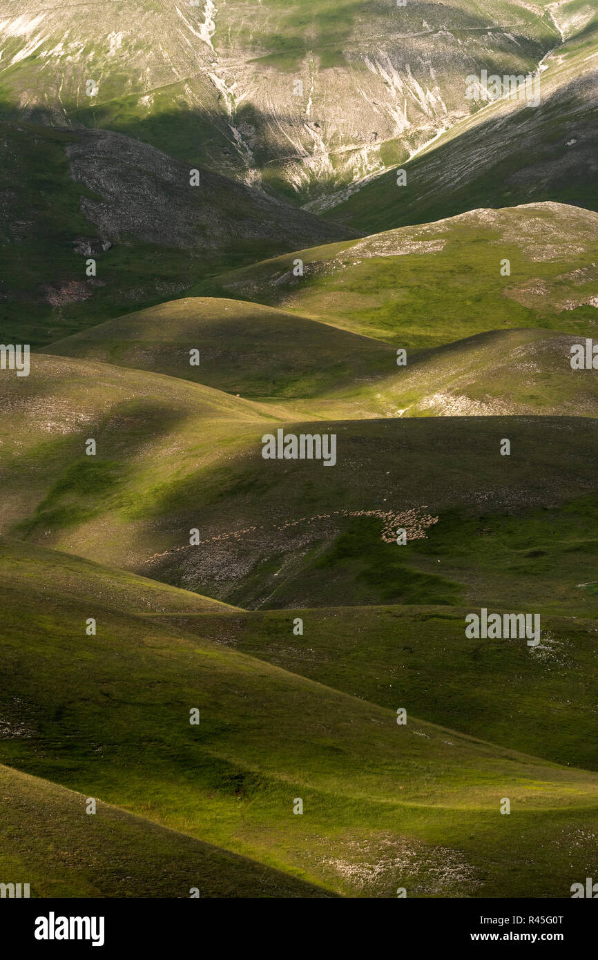 Herde weiden auf die Sibillinischen Berge Stockfoto