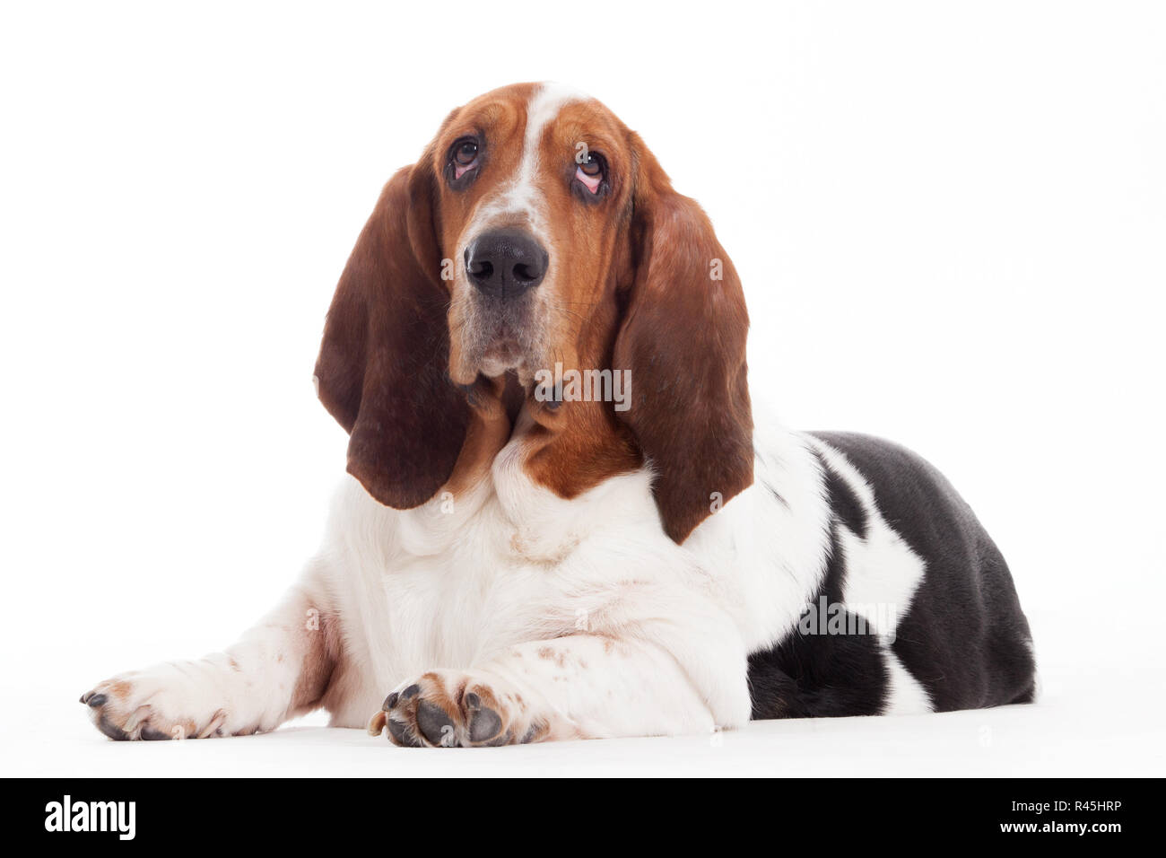 Hush Puppy festgelegt. Stockfoto