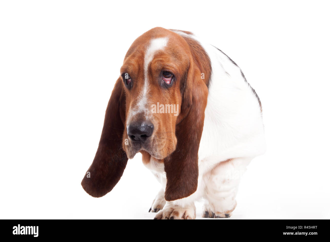 Hush Puppy wandern Stockfoto