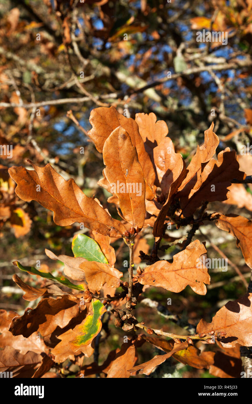 Blätter der Englisch oder Pedunculate oak tree (Quercus robur) in Bronze Herbst Farbe. Stockfoto