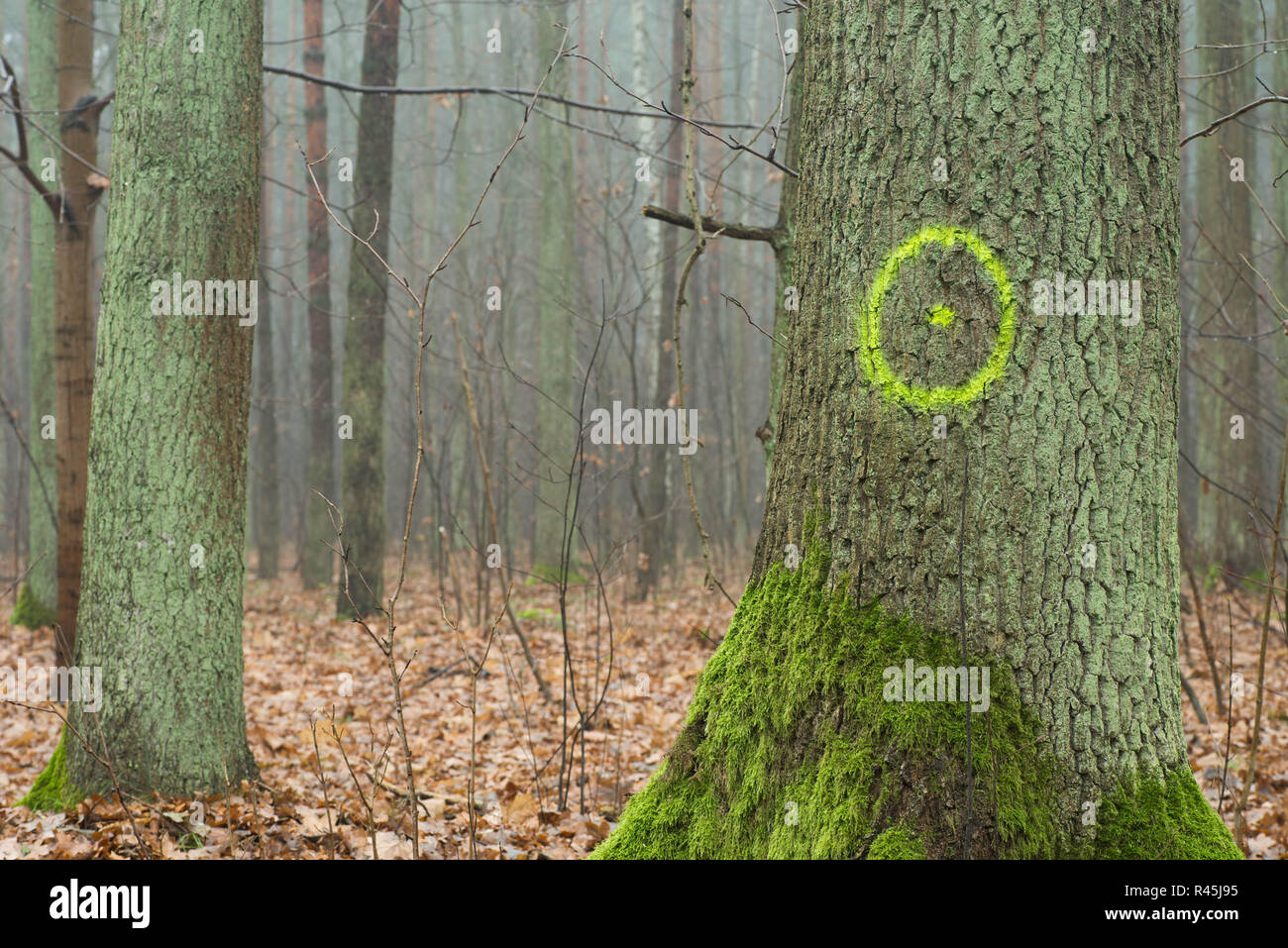 Alten Eichen im Herbst Wald auf nebligen Tag Stockfoto
