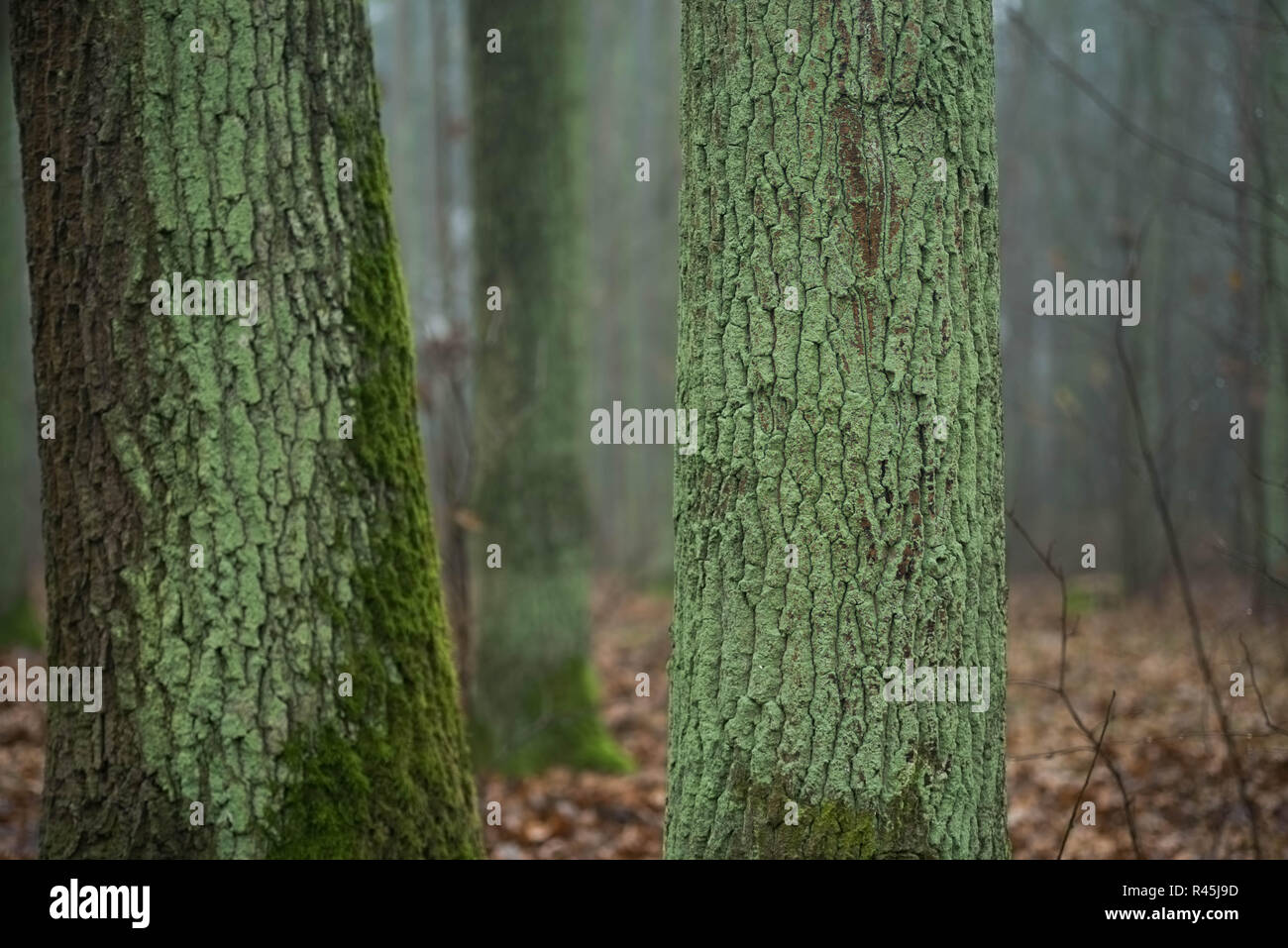 Alten Eichen im Herbst Wald auf nebligen Tag Stockfoto
